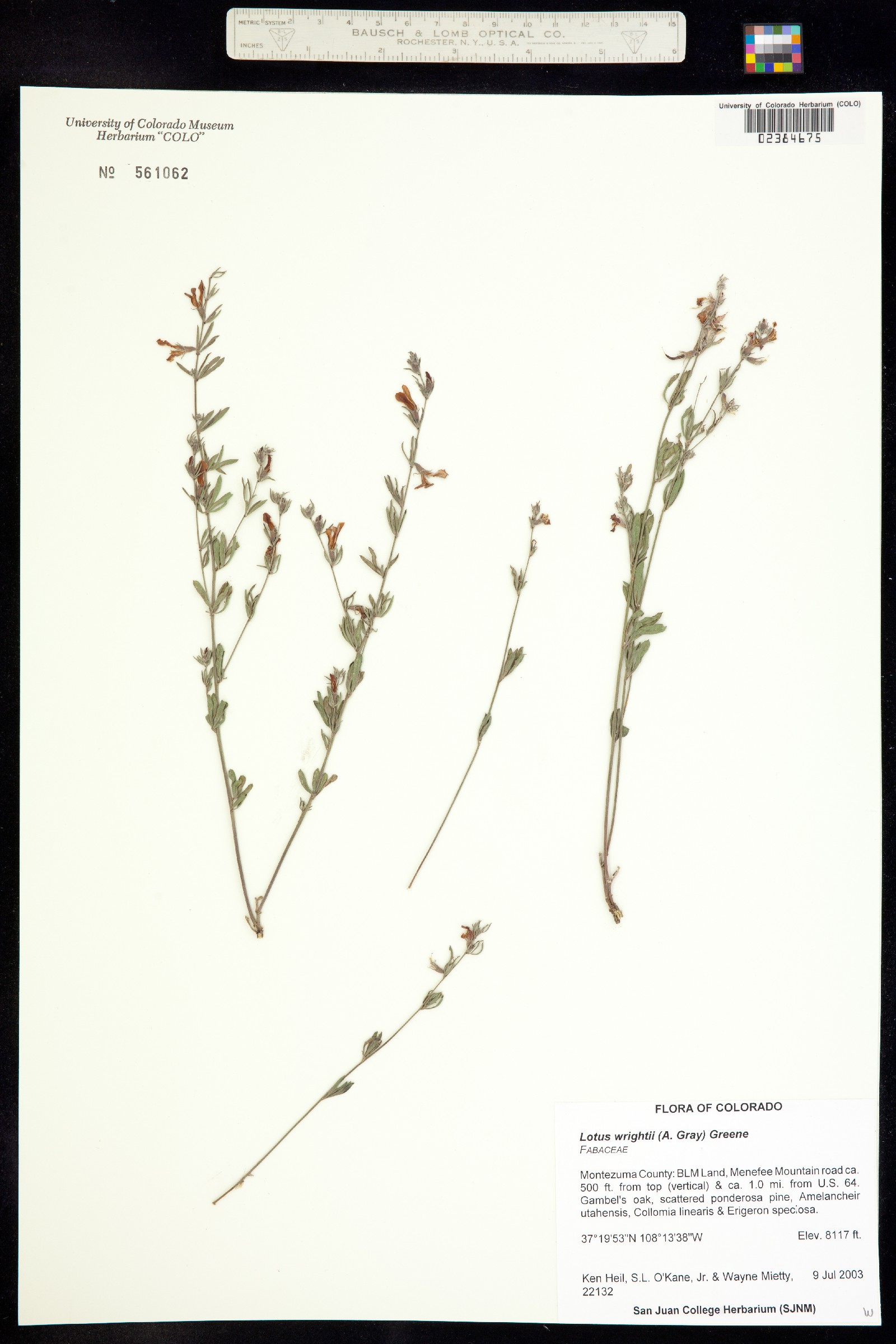 Acmispon wrightii image