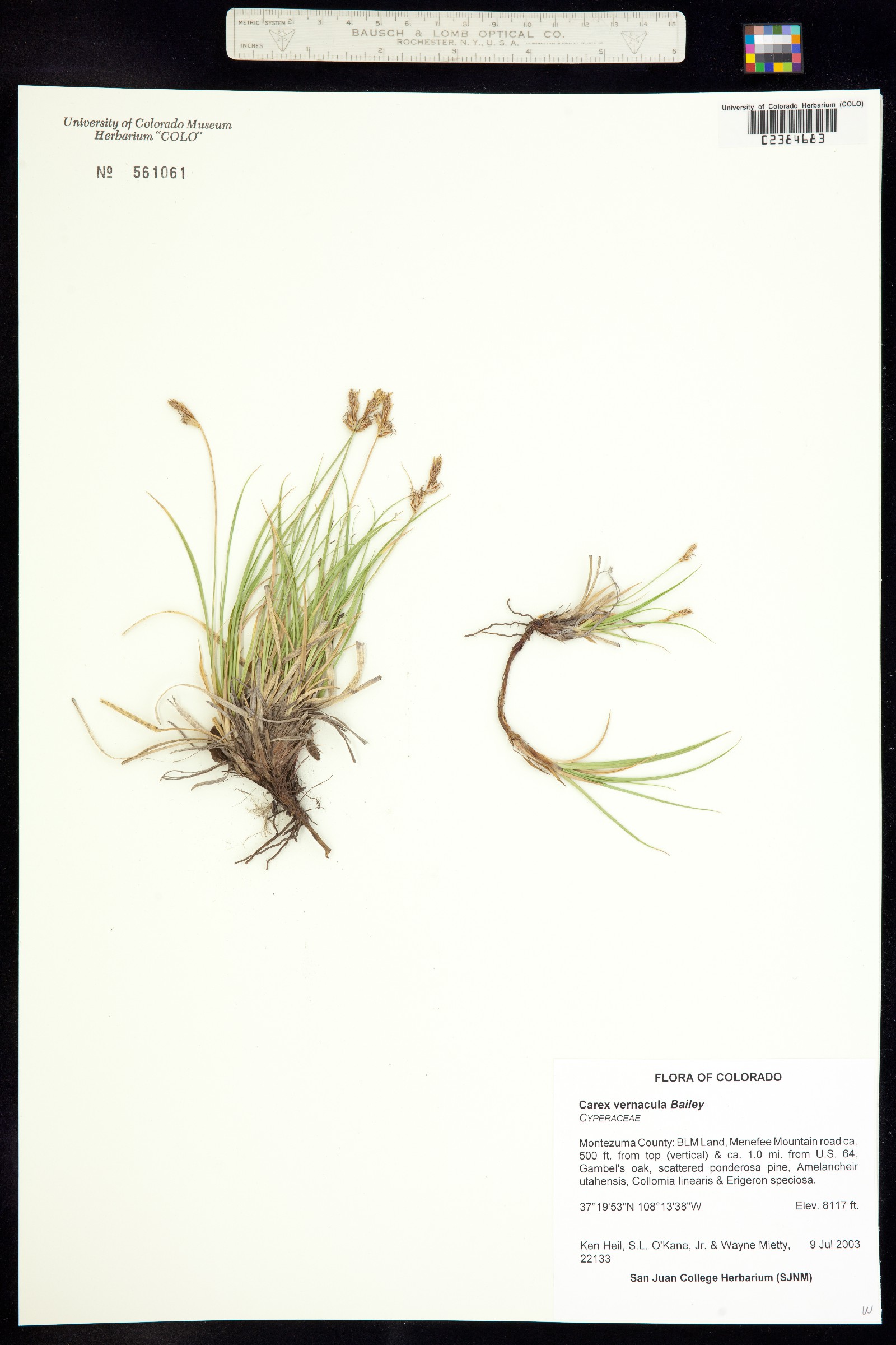 Carex vernacula image