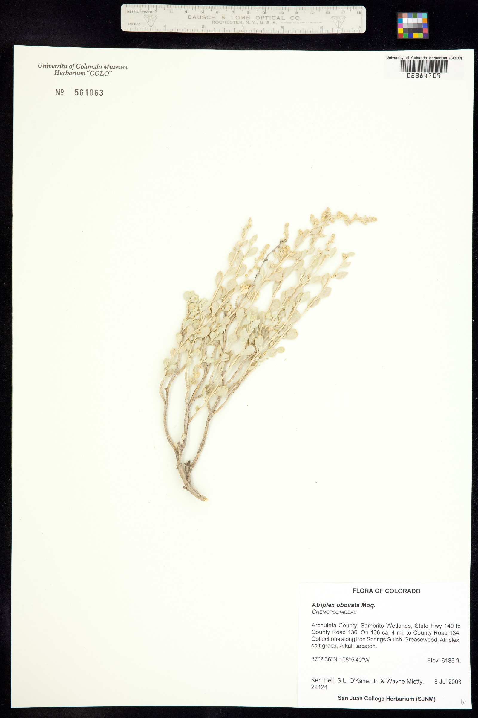 Atriplex obovata image