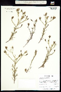 Cordylanthus wrightii image