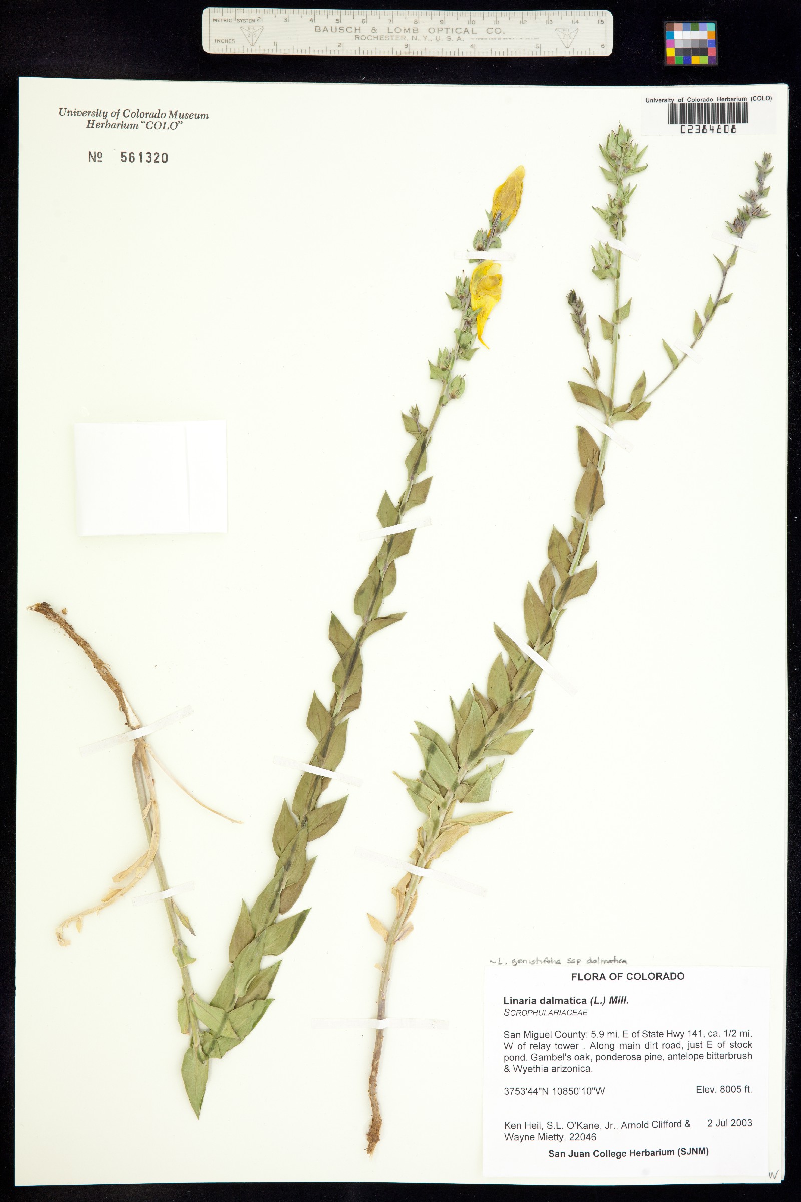 Linaria dalmatica image