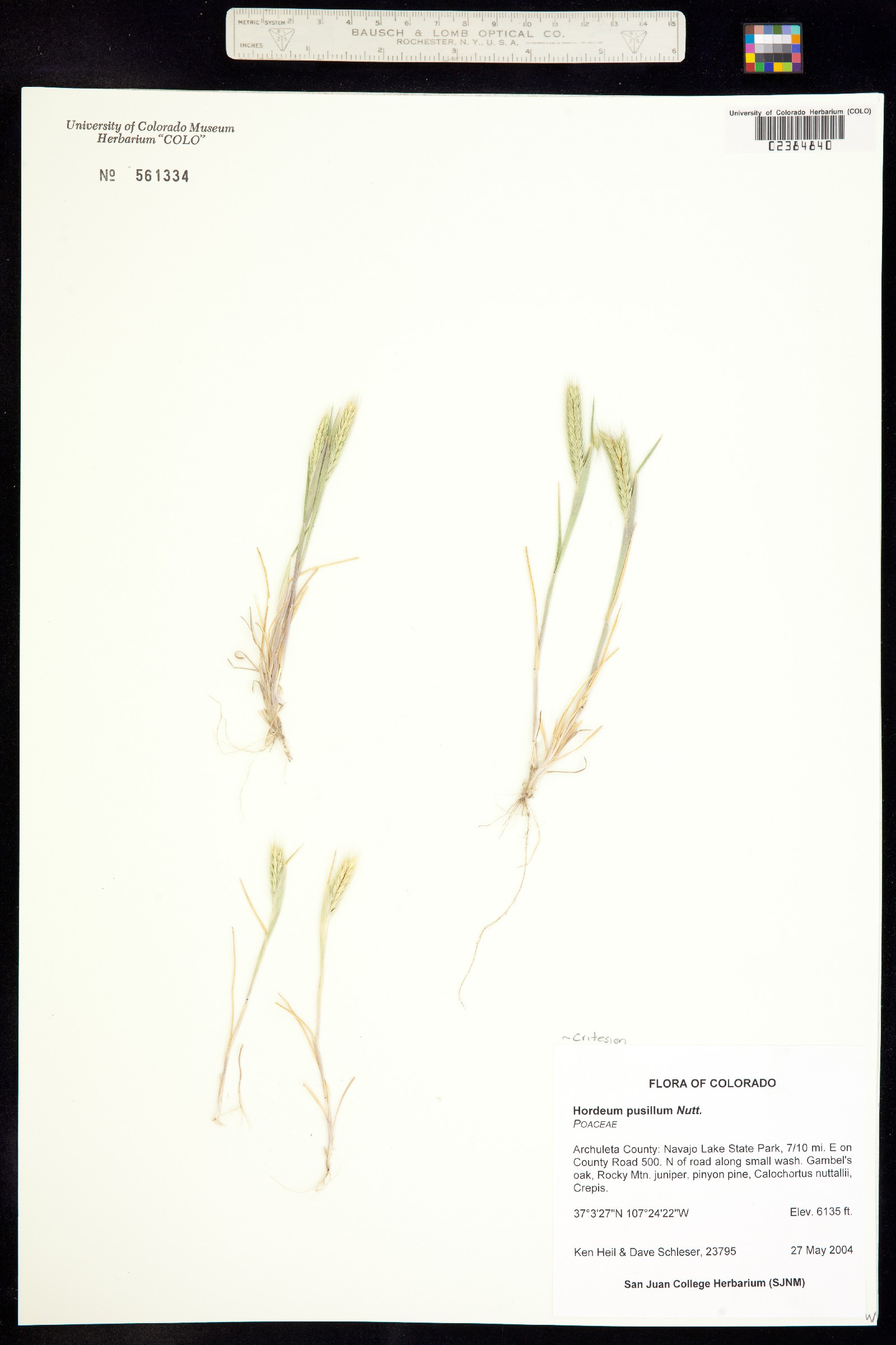 Hordeum pusillum image