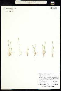 Vulpia octoflora image