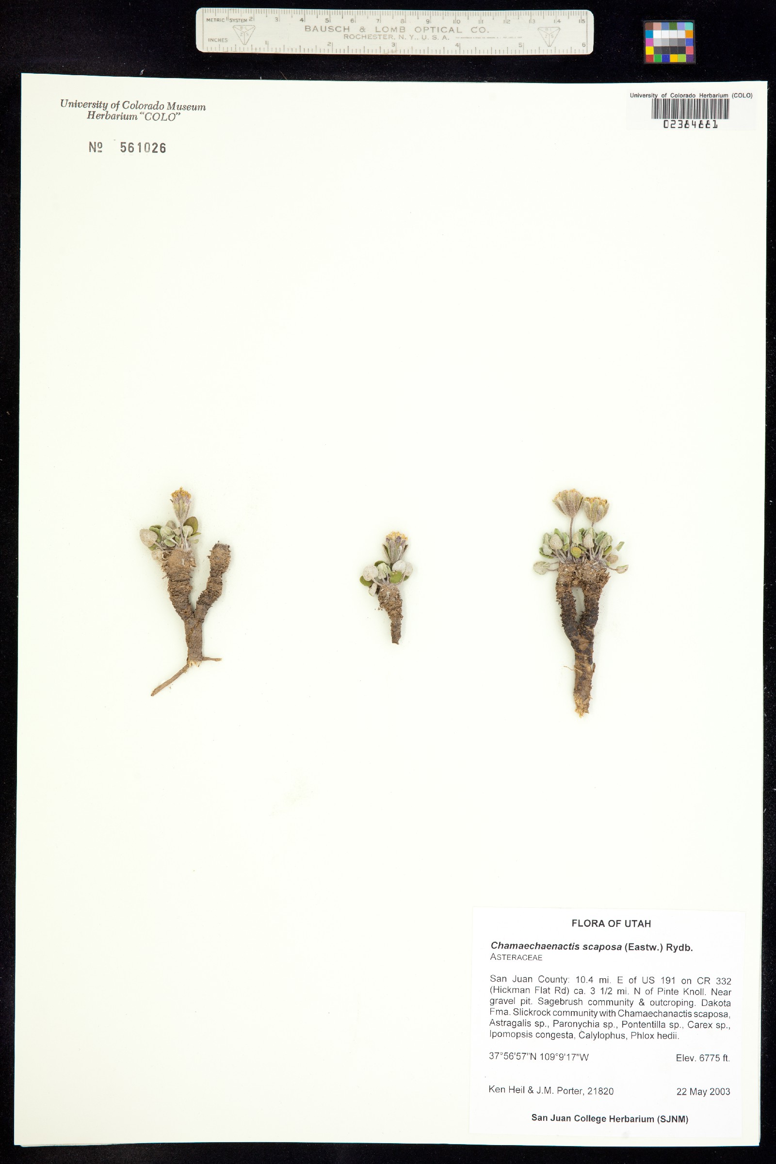 Chamaechaenactis scaposa image