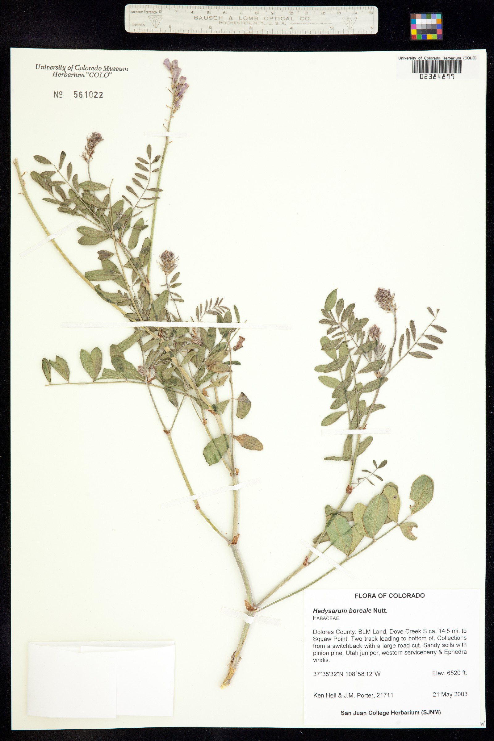 Hedysarum boreale image