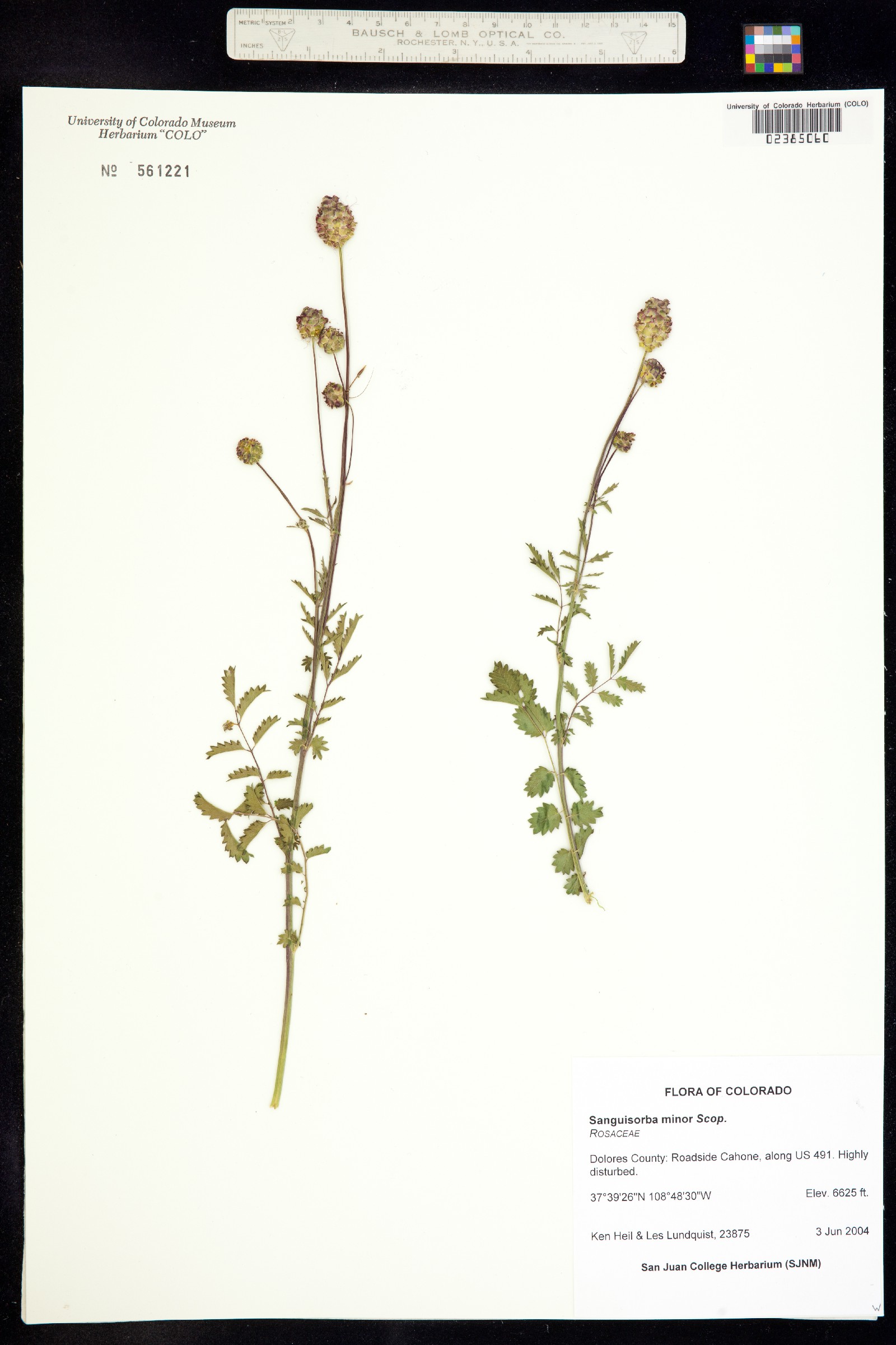 Sanguisorba minor image