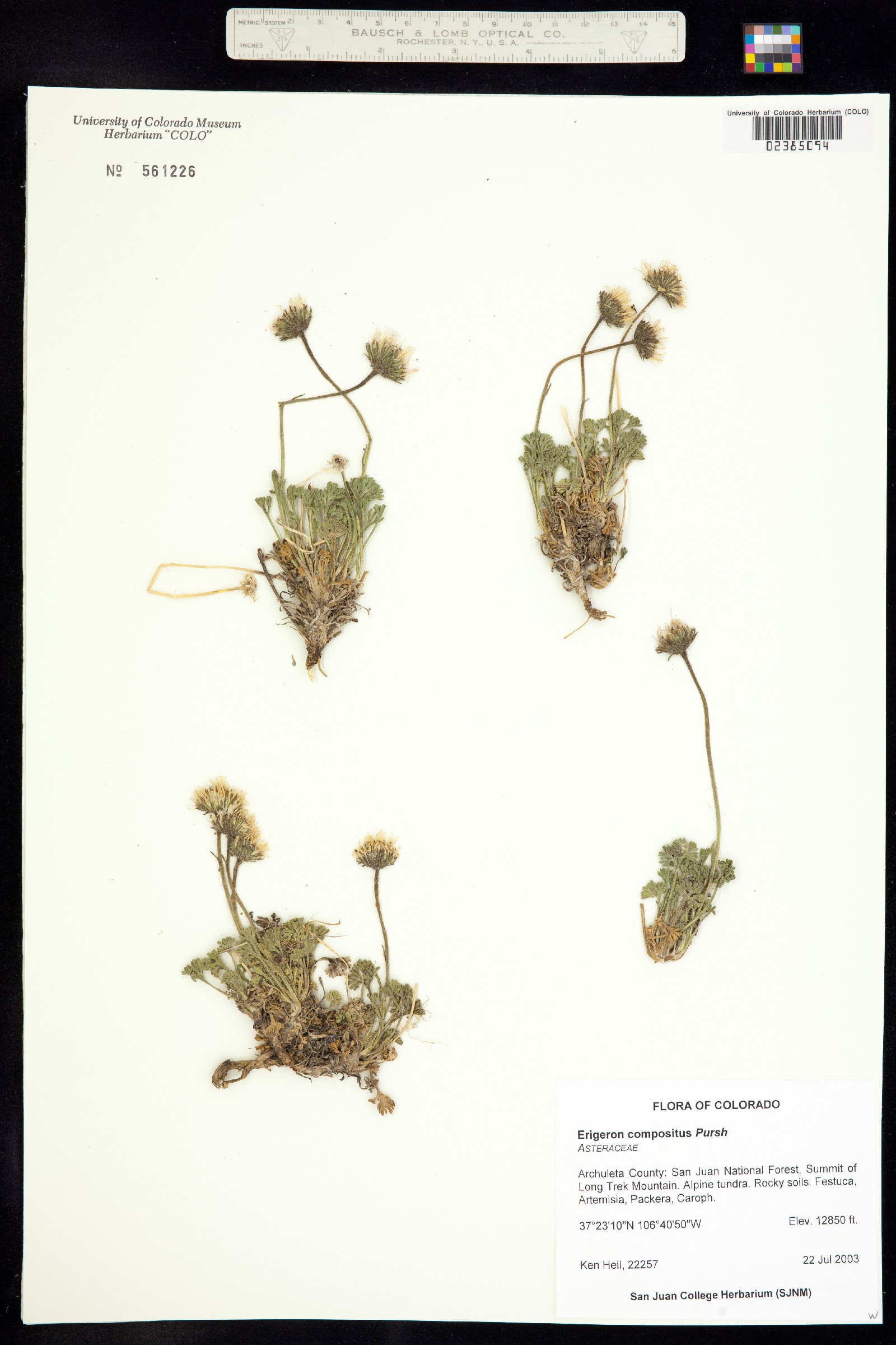 Erigeron compositus image