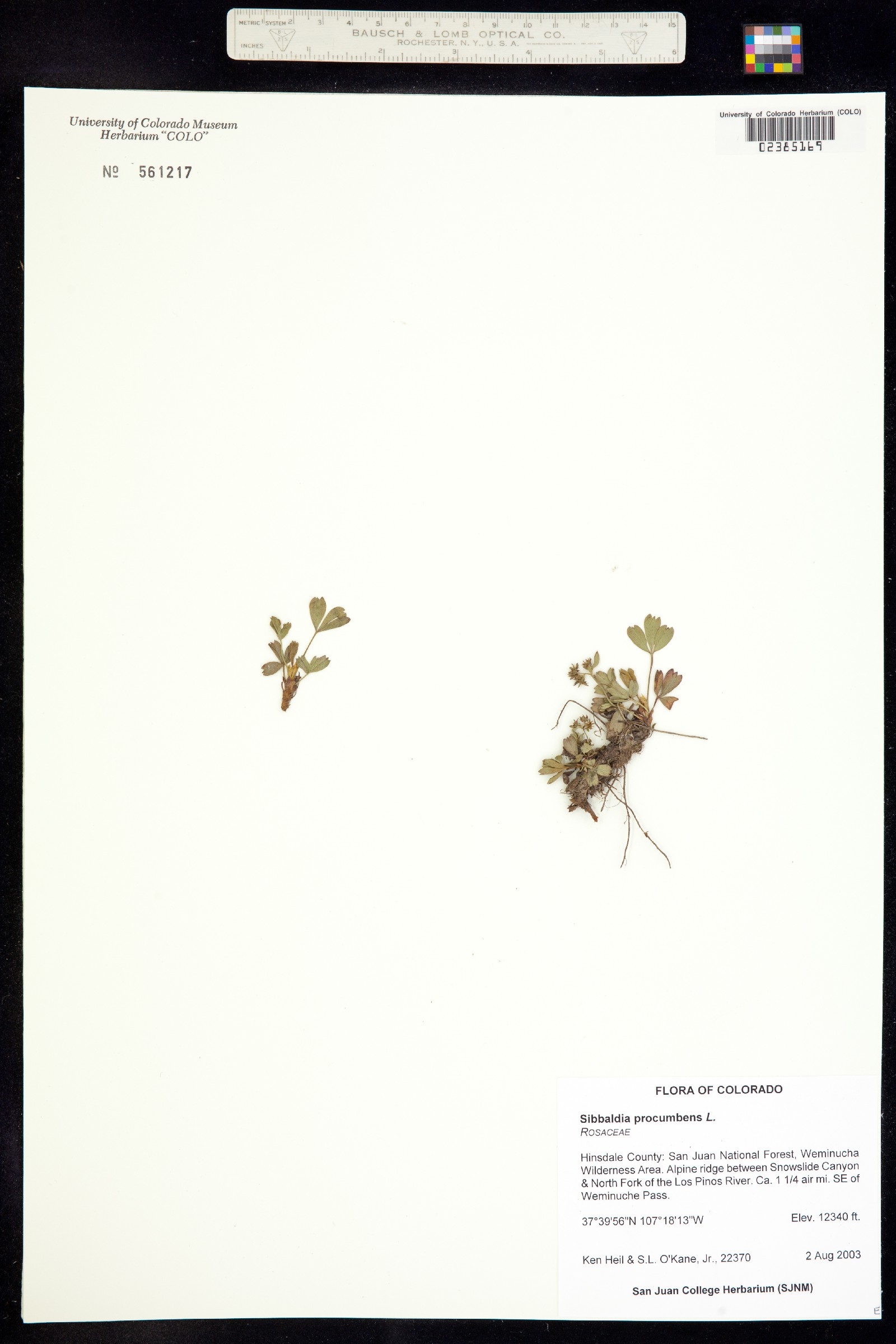 Sibbaldia procumbens image