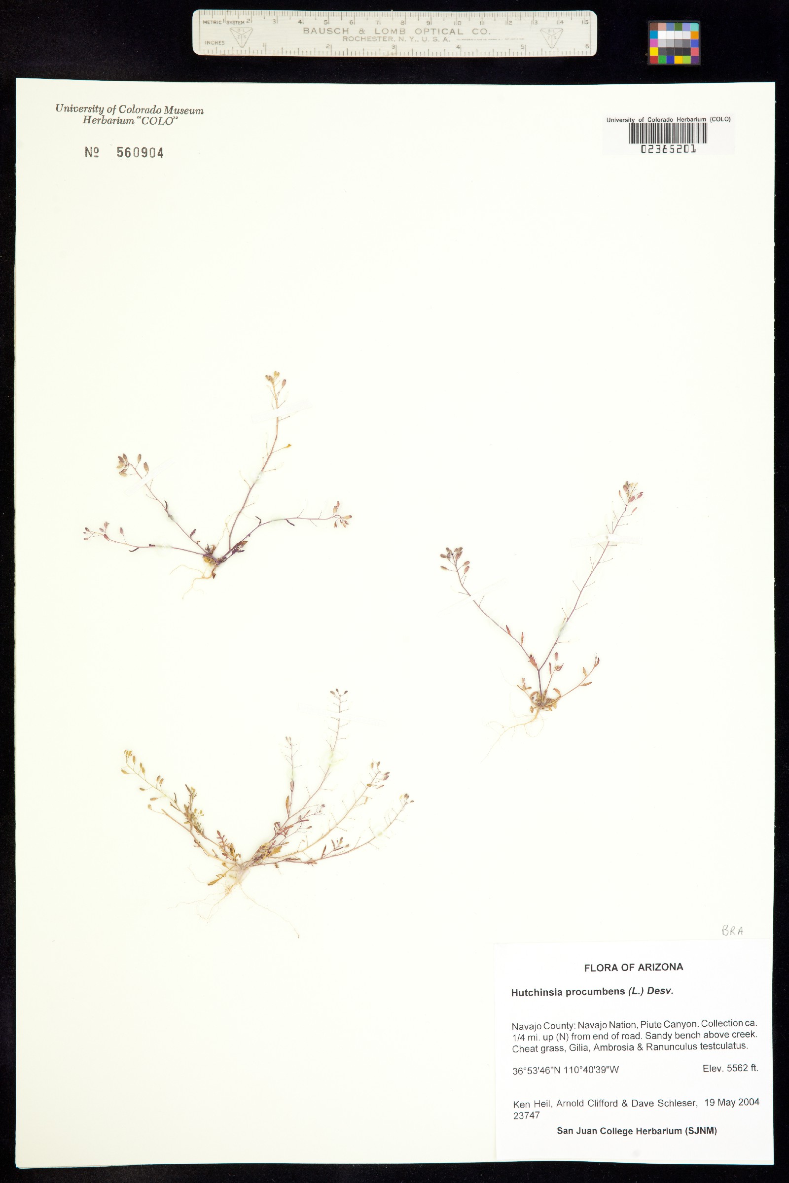 Hornungia procumbens image