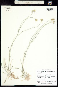 Erigeron utahensis var. sparsifolius image