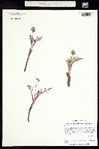 Image of Lomatium nevadense
