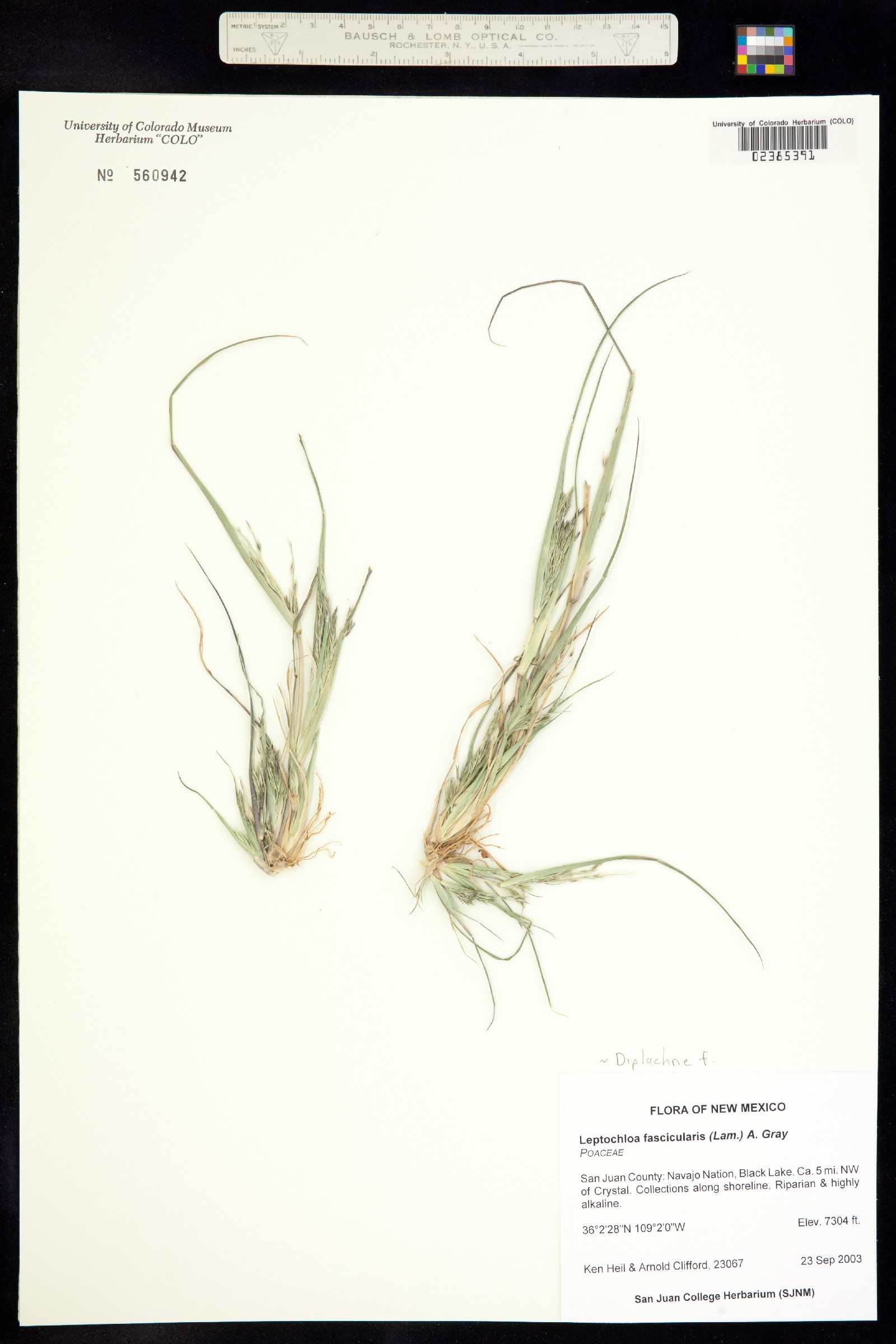 Leptochloa fusca ssp. fascicularis image