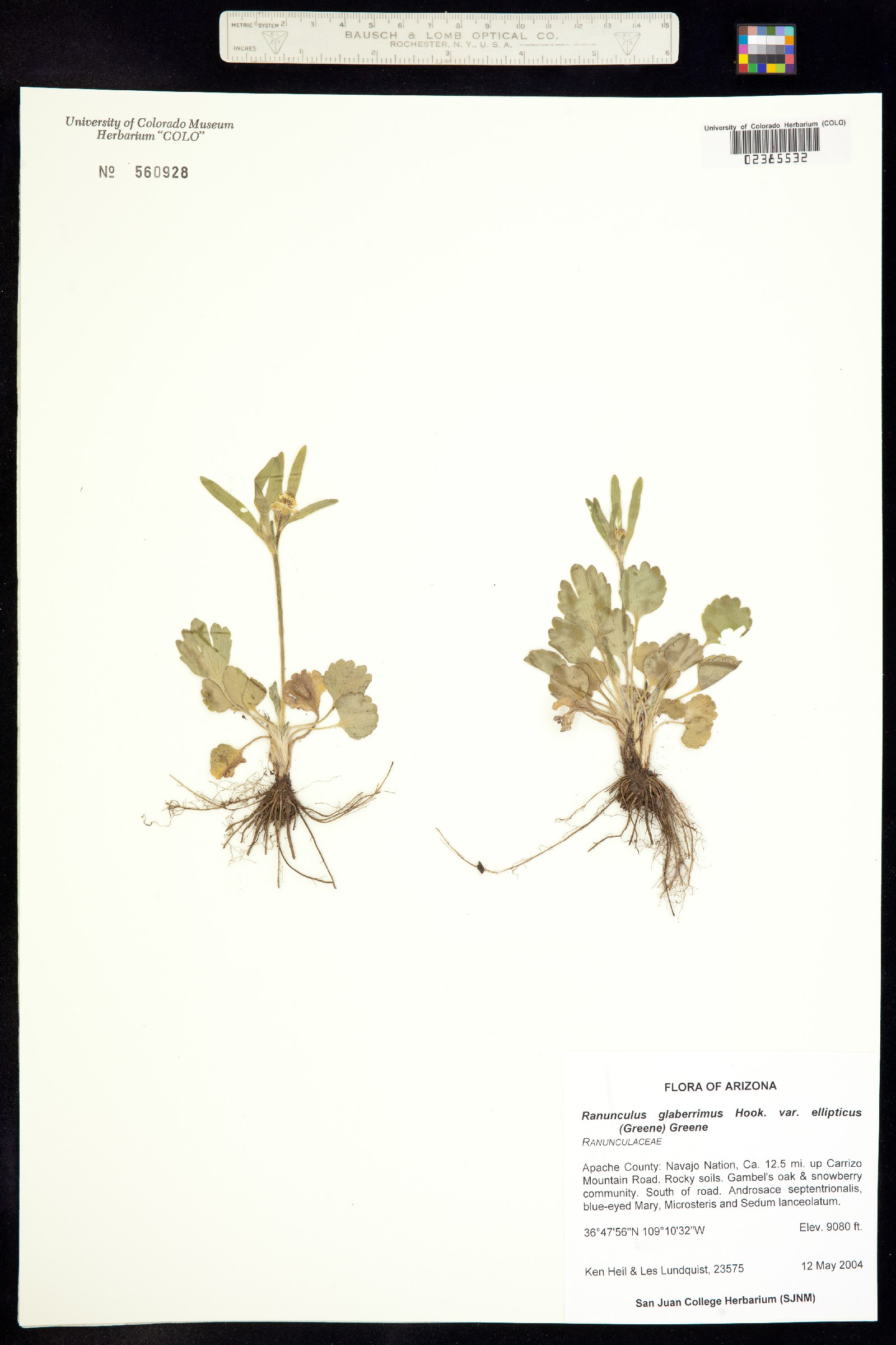 Ranunculus glaberrimus image