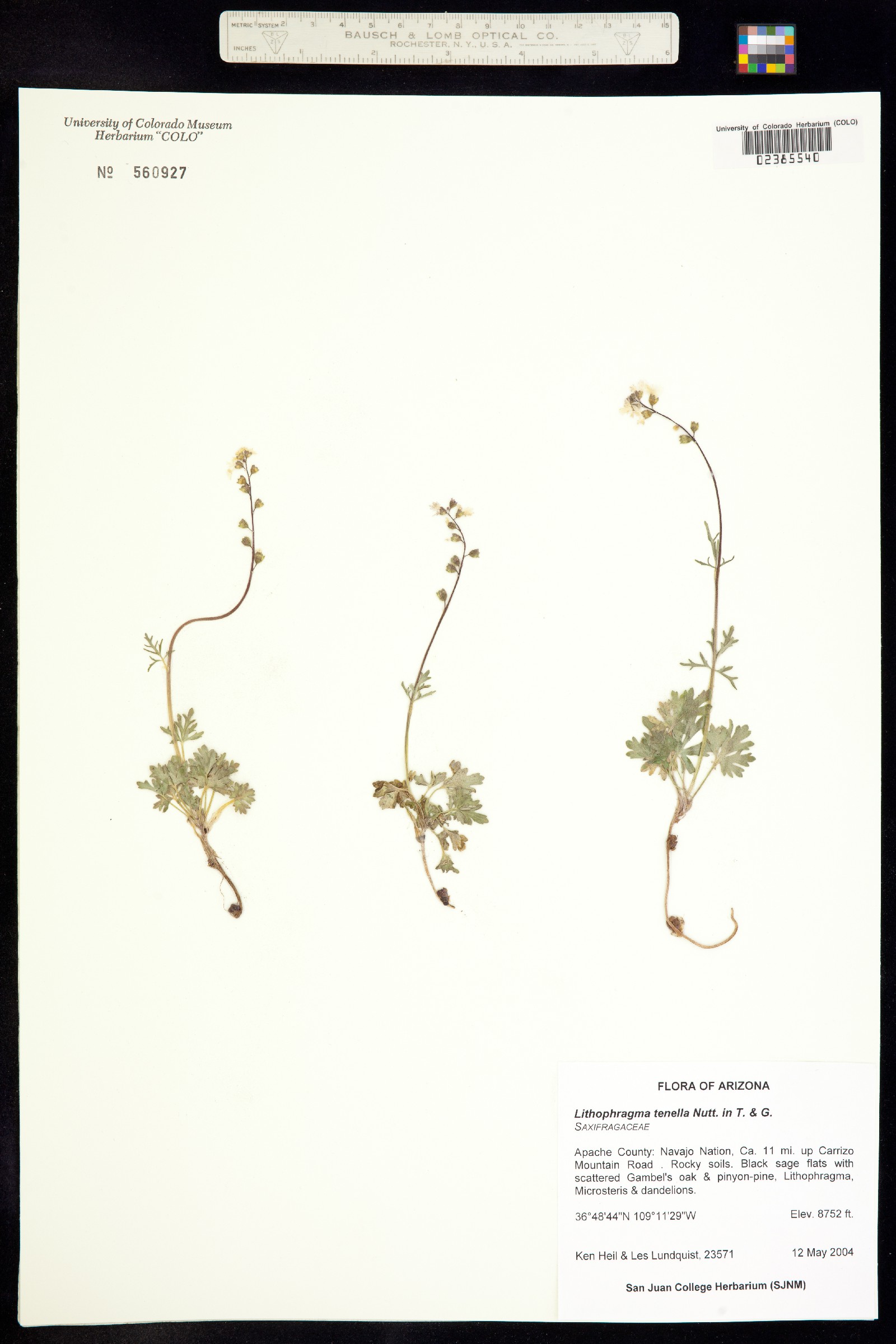Lithophragma tenellum image
