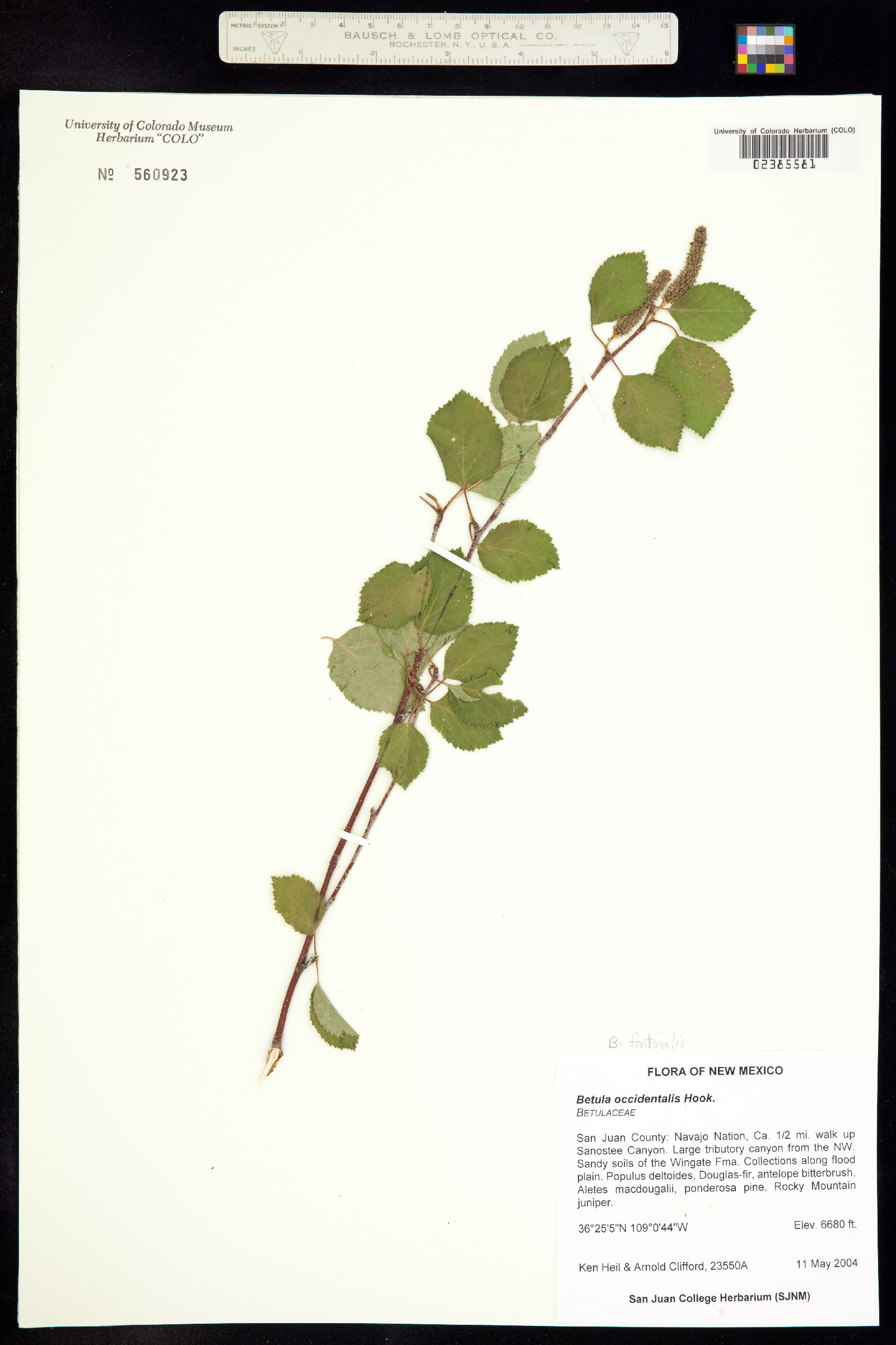 Betula occidentalis image