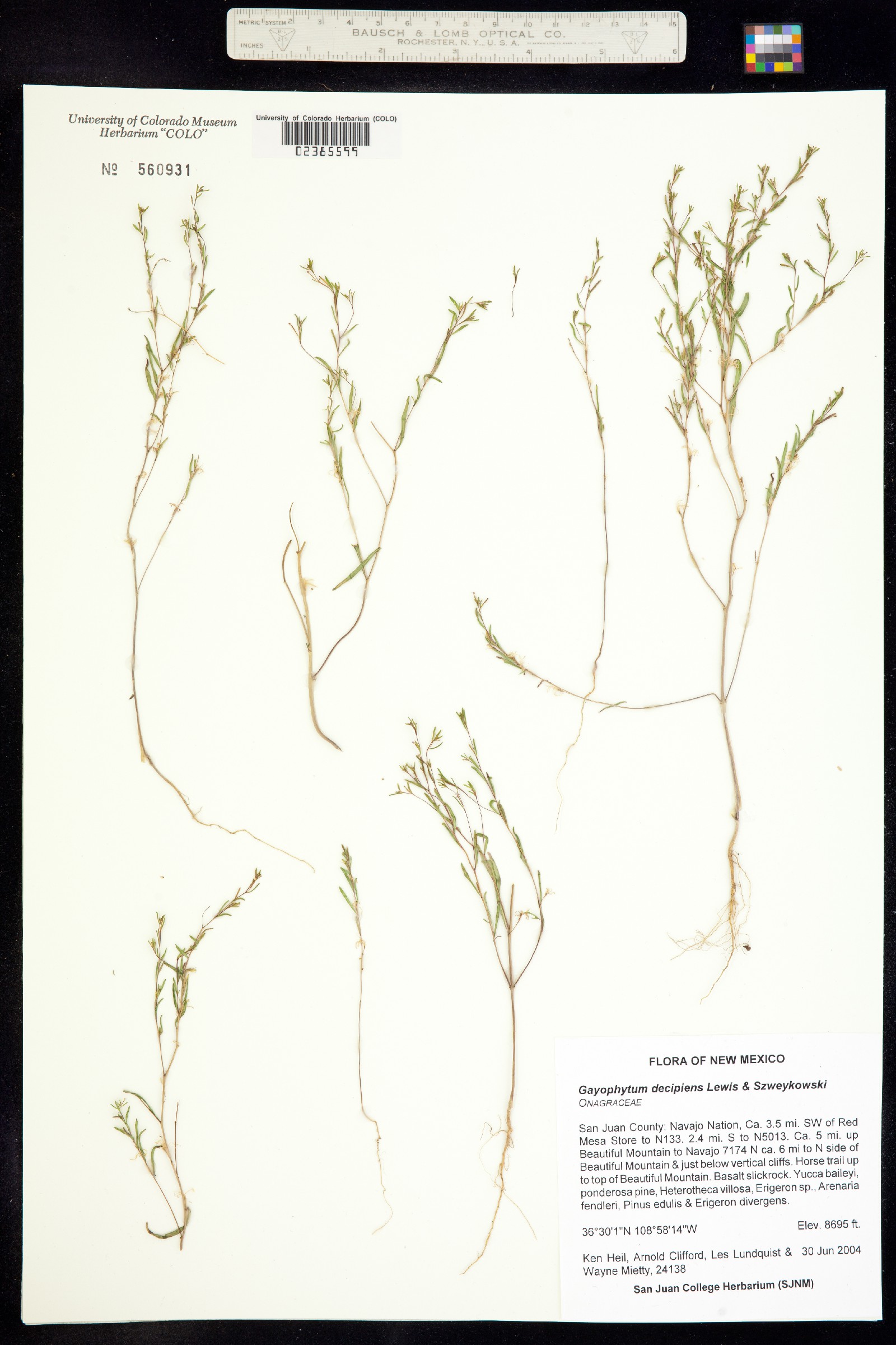 Gayophytum decipiens image