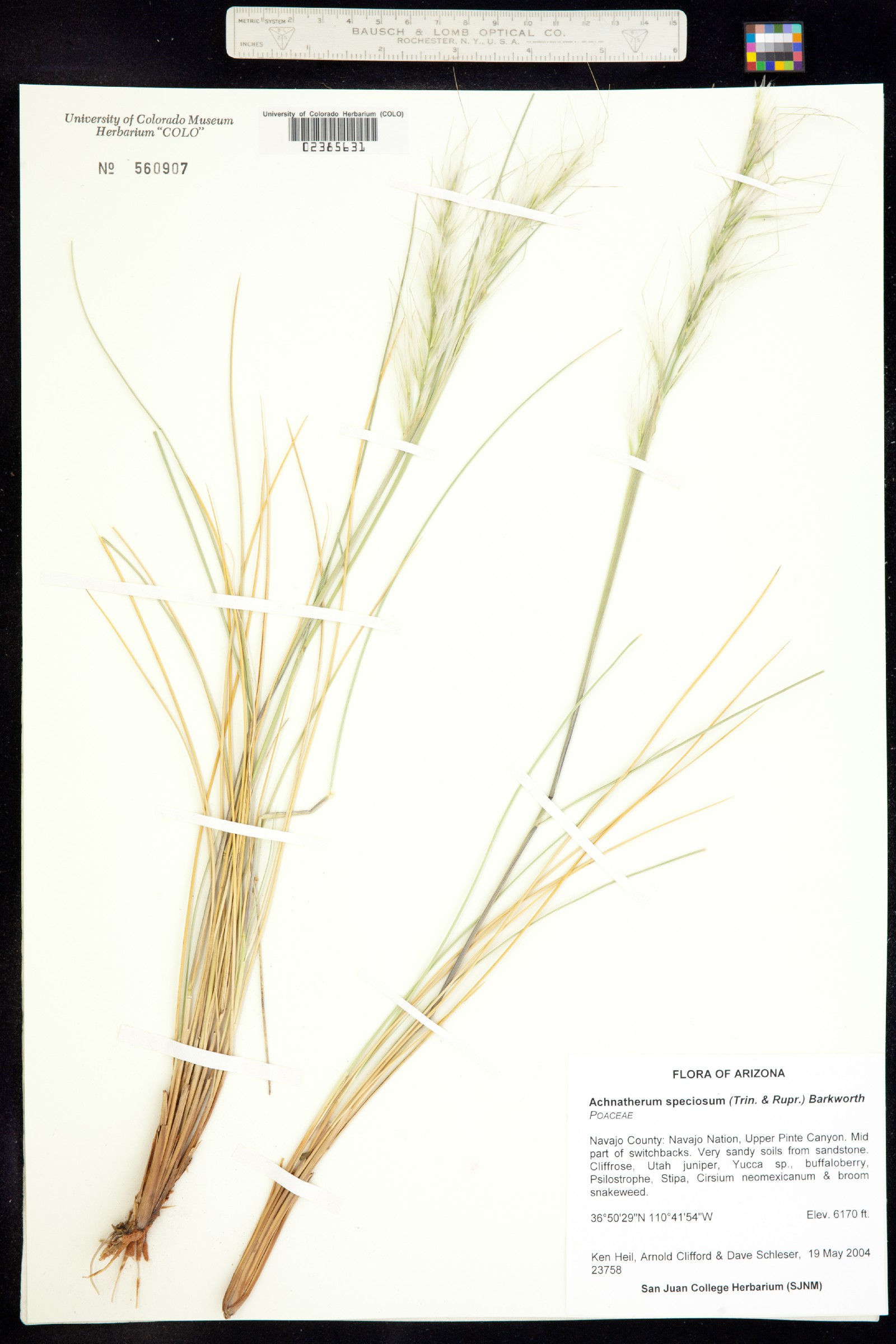 Pappostipa speciosa image