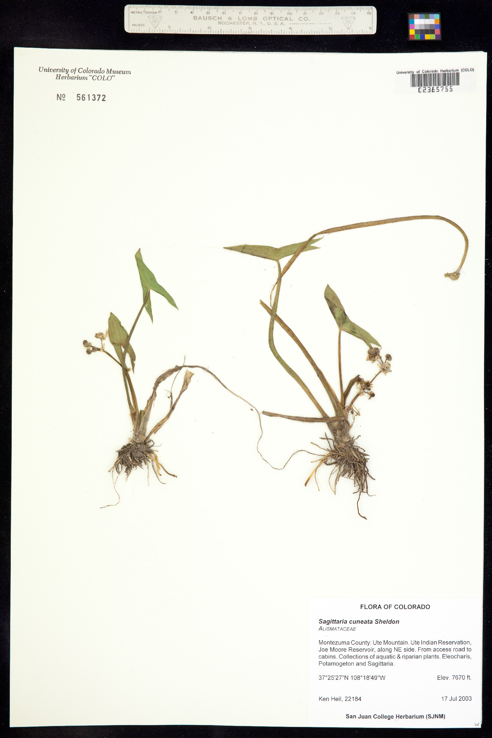 Sagittaria cuneata image