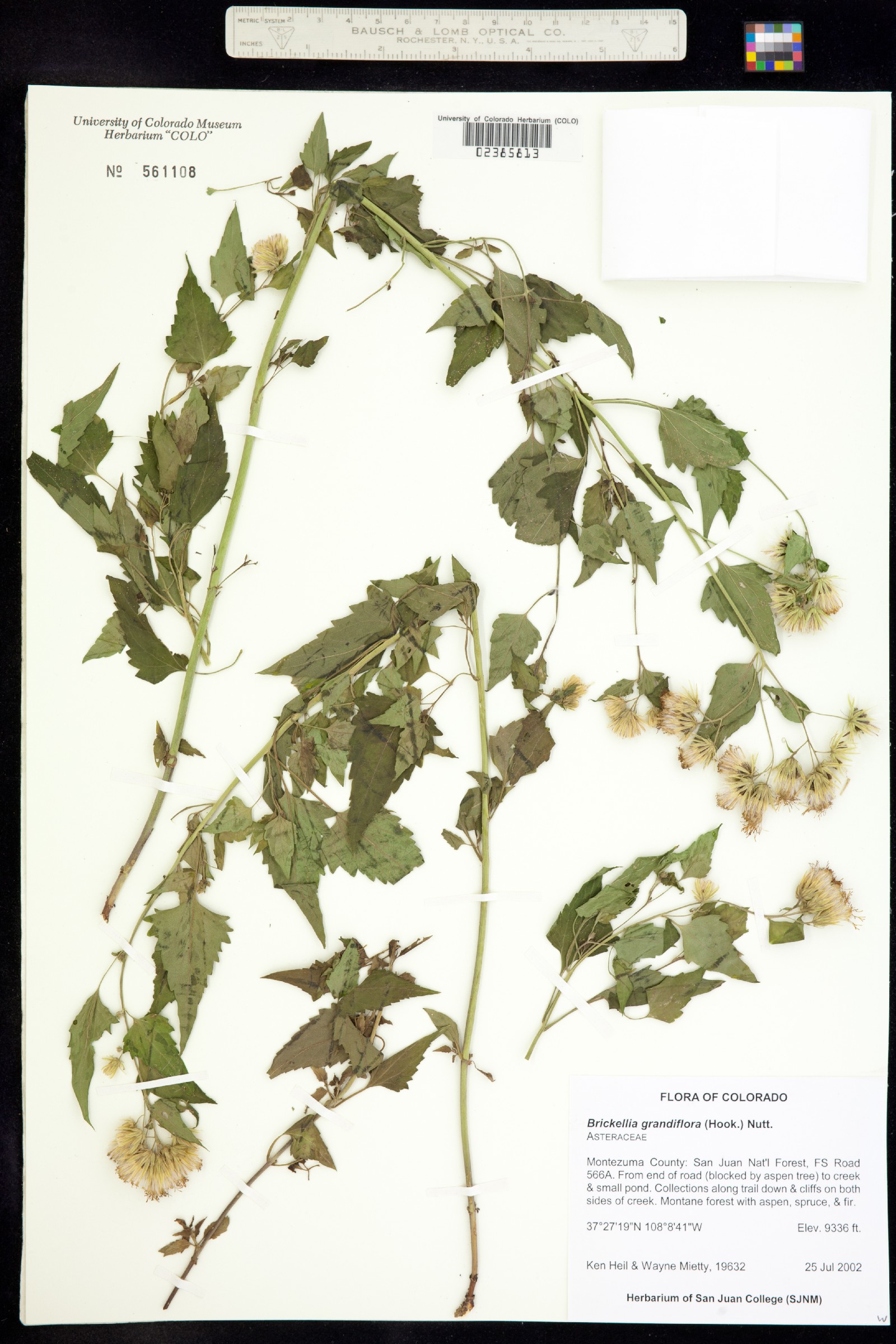 Brickellia grandiflora image
