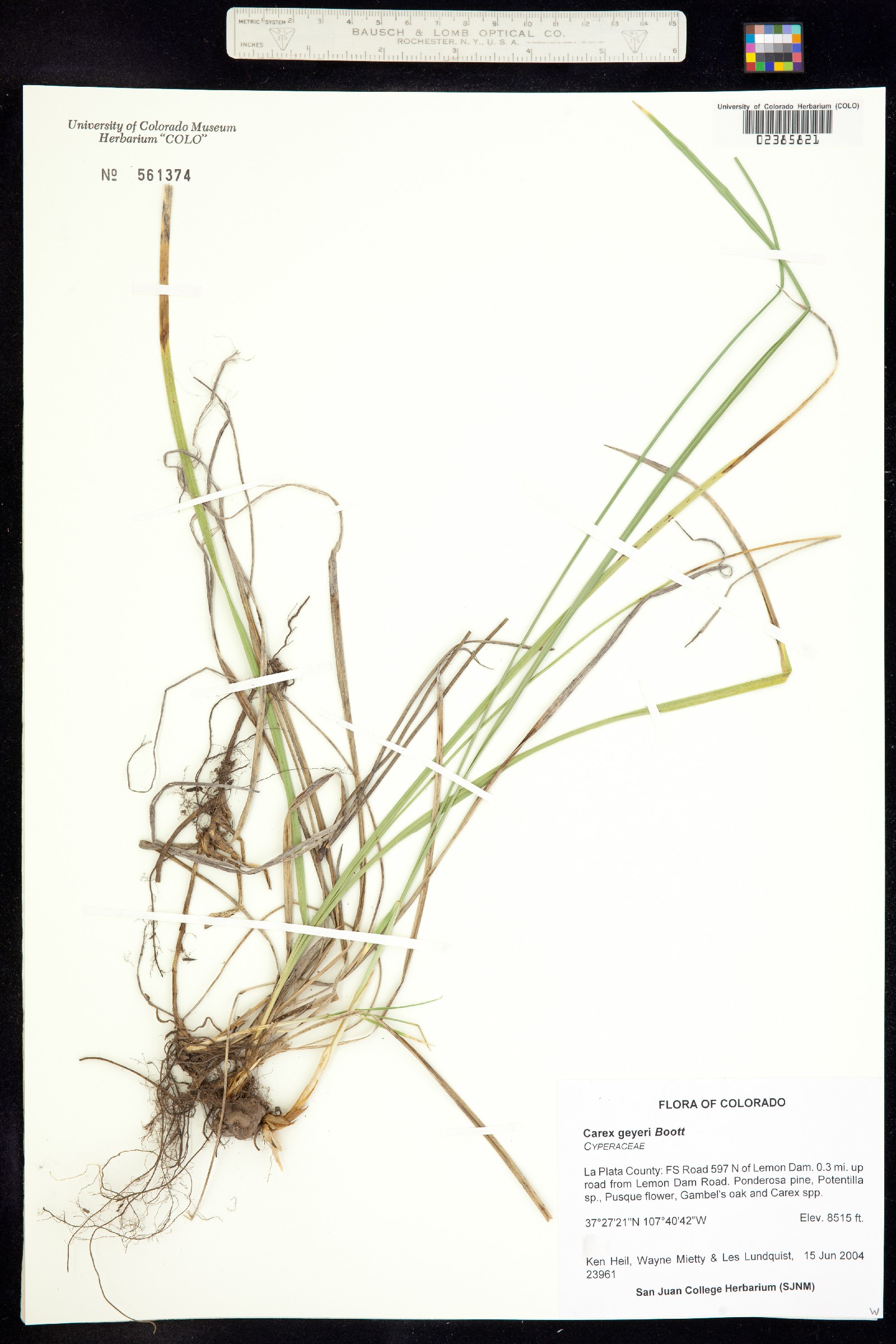 Carex geyeri image
