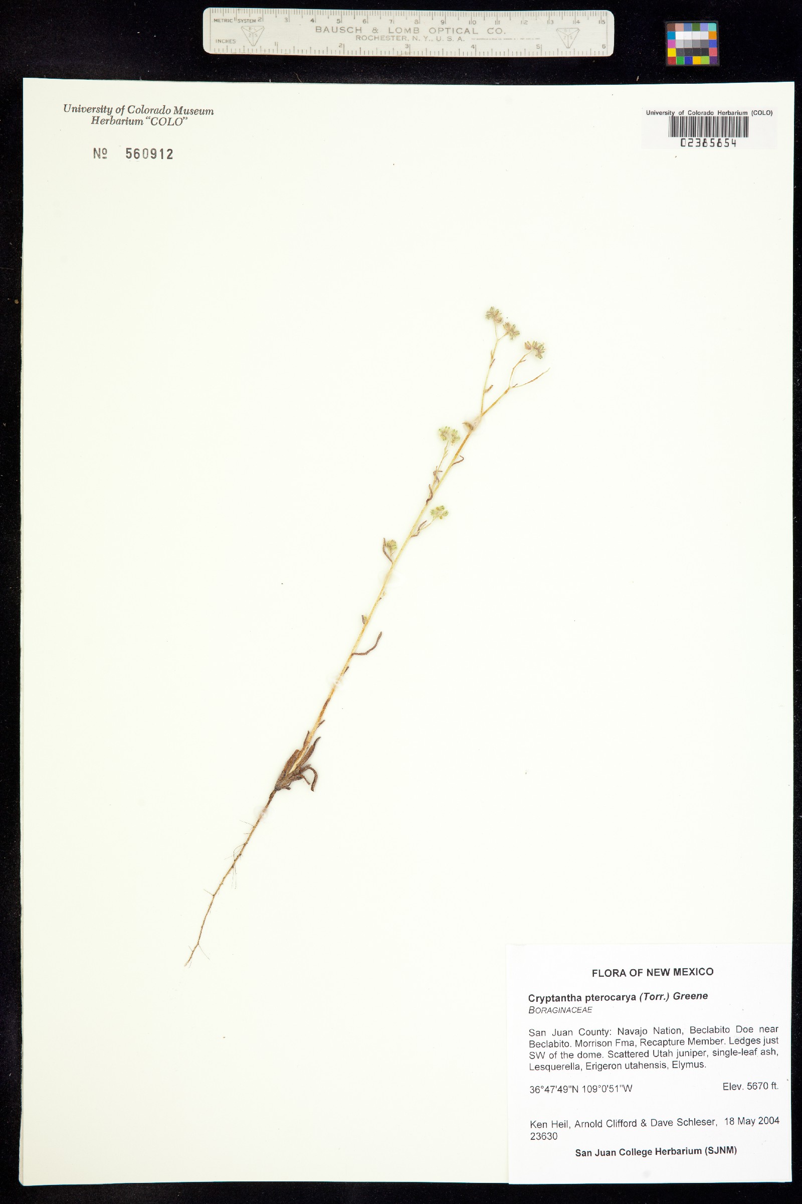 Cryptantha pterocarya image