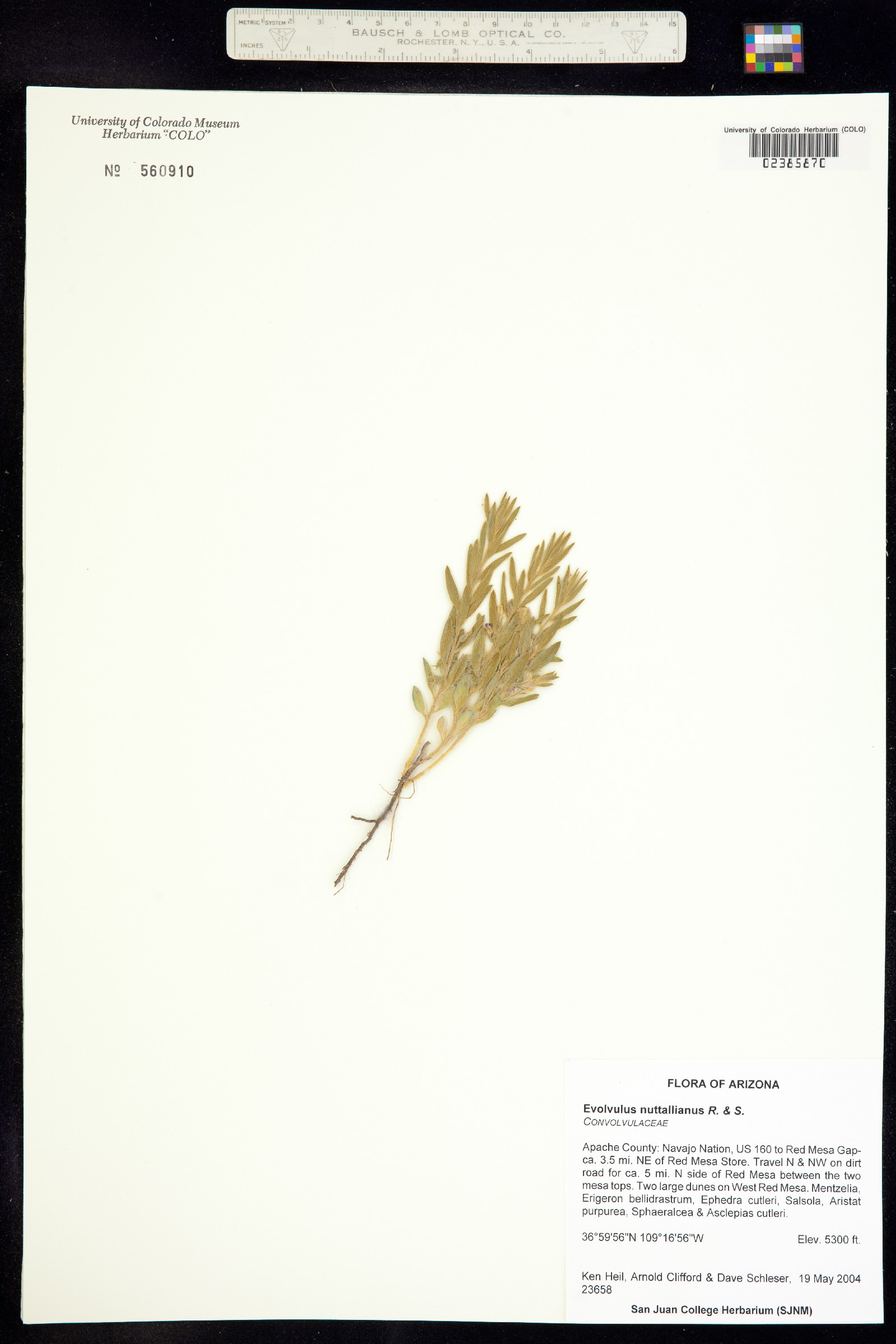 Evolvulus nuttallianus image