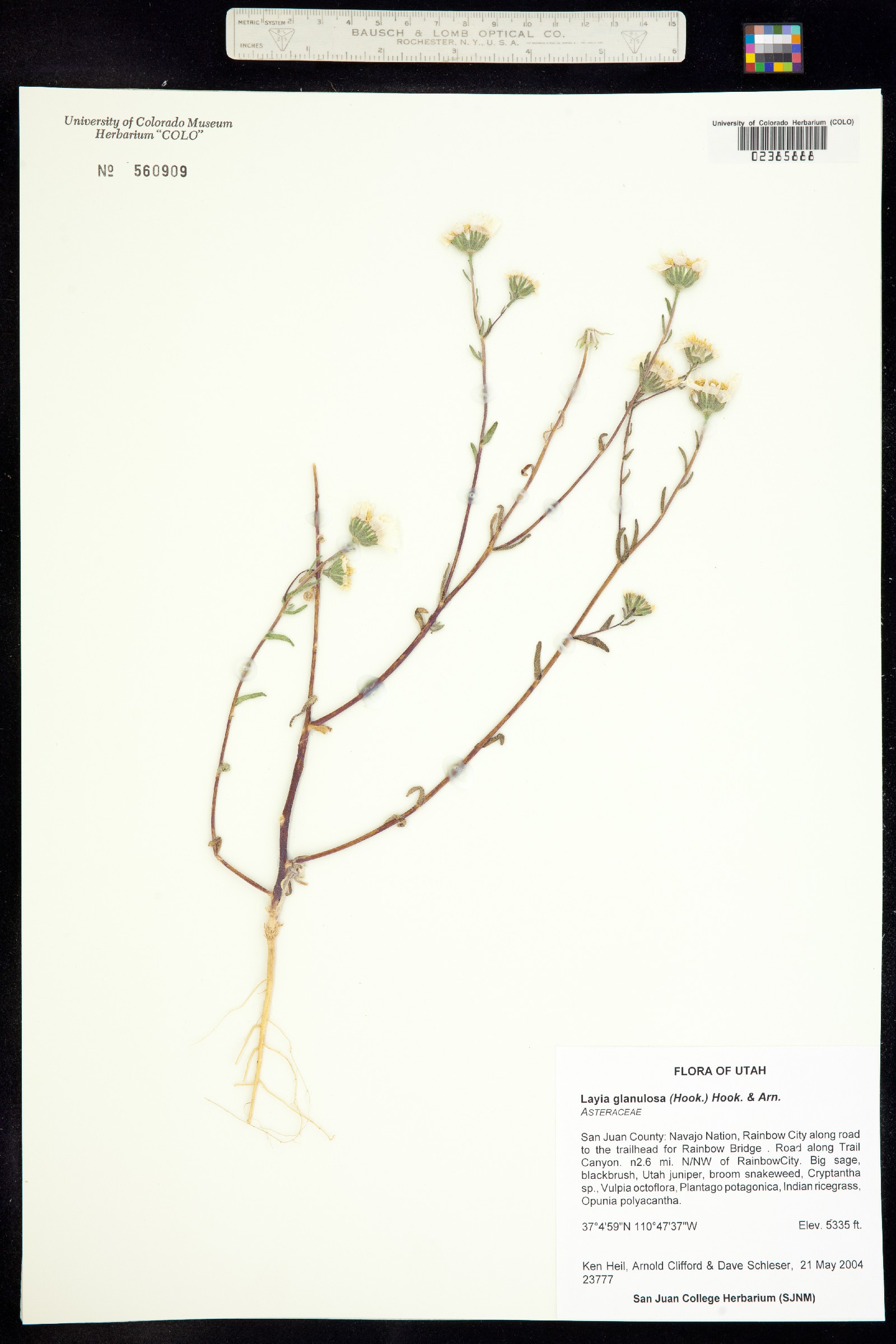 Layia glandulosa image