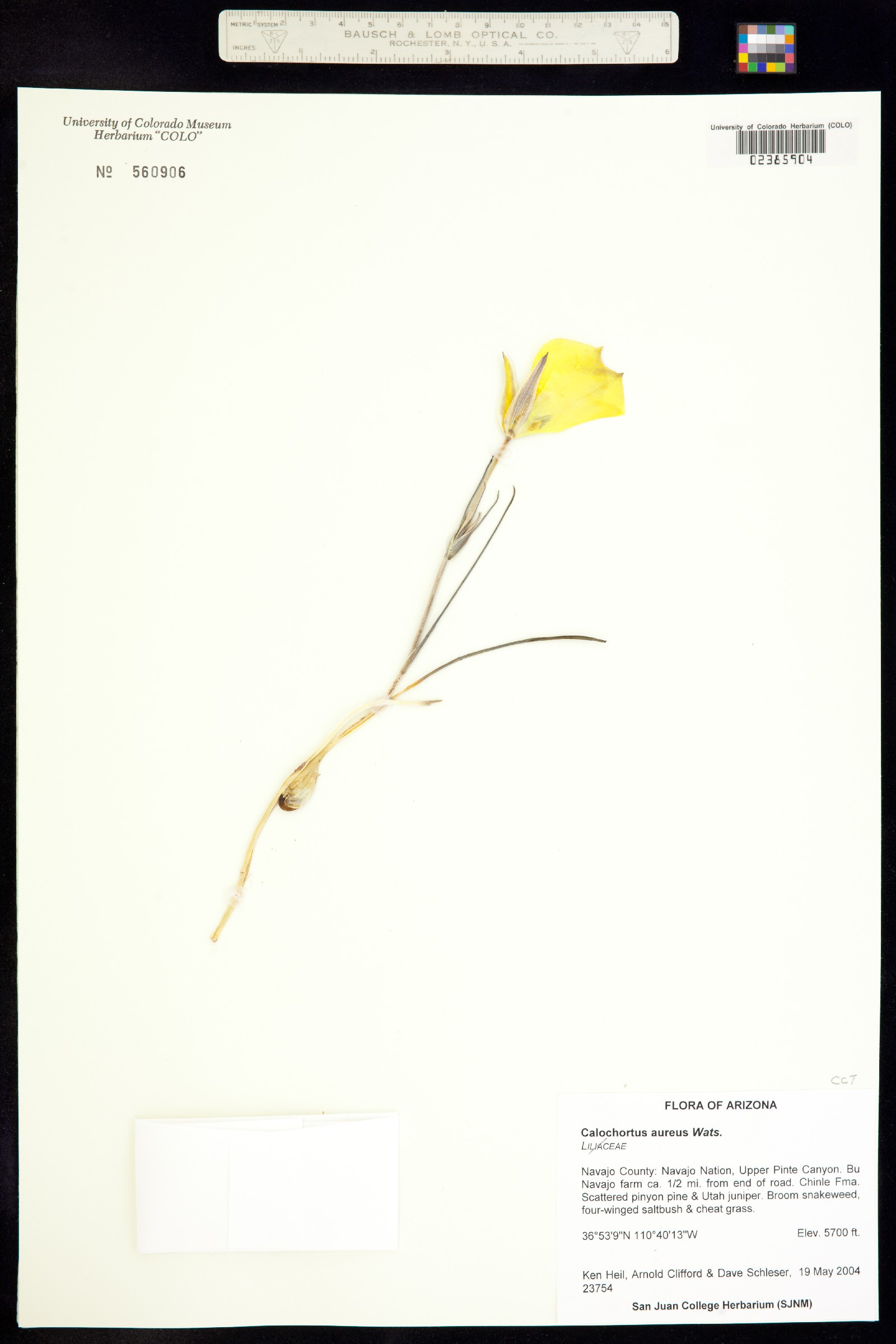 Calochortus aureus image