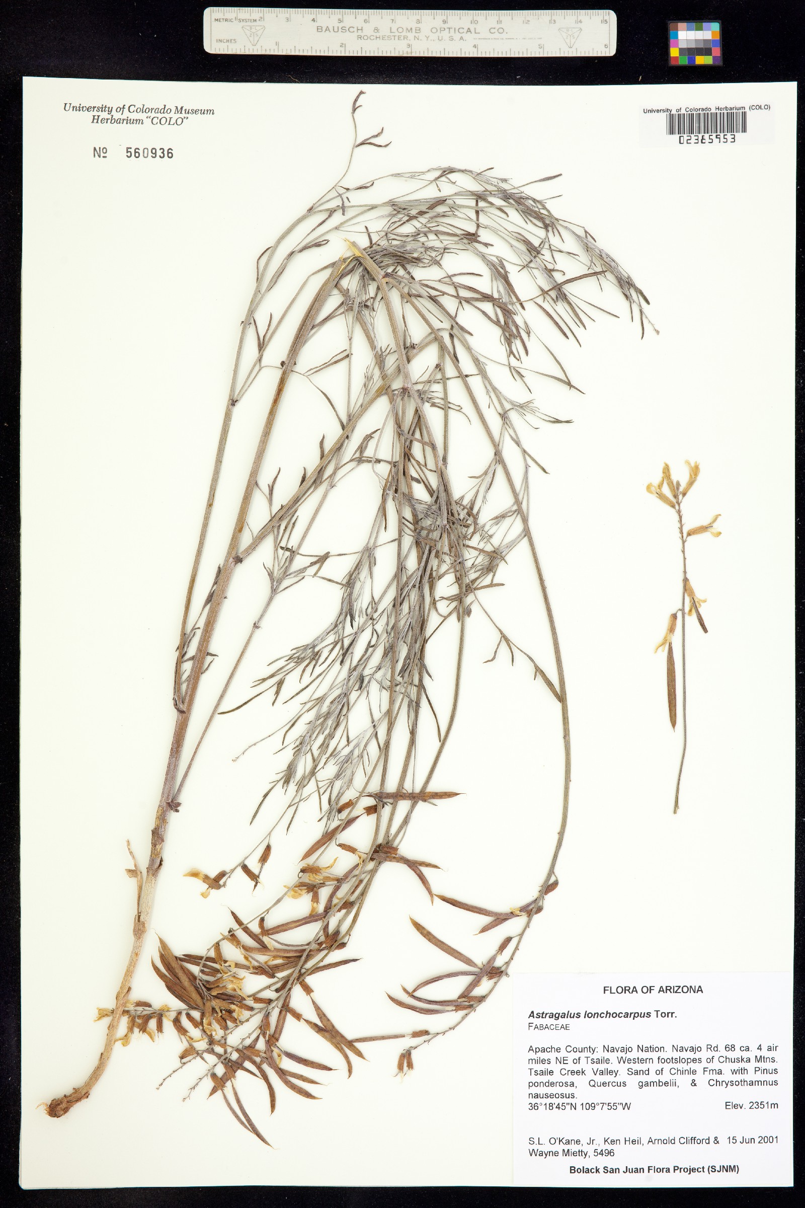 Astragalus lonchocarpus image