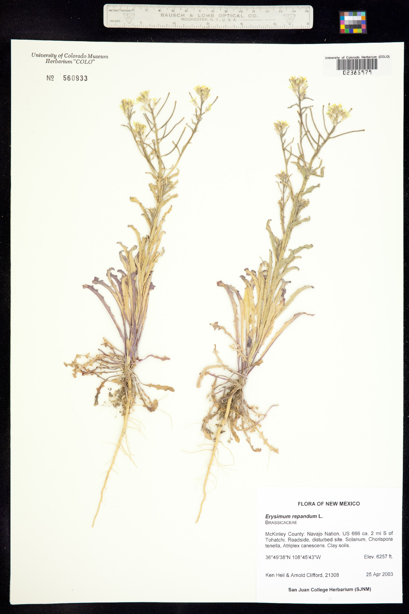 Erysimum repandum image