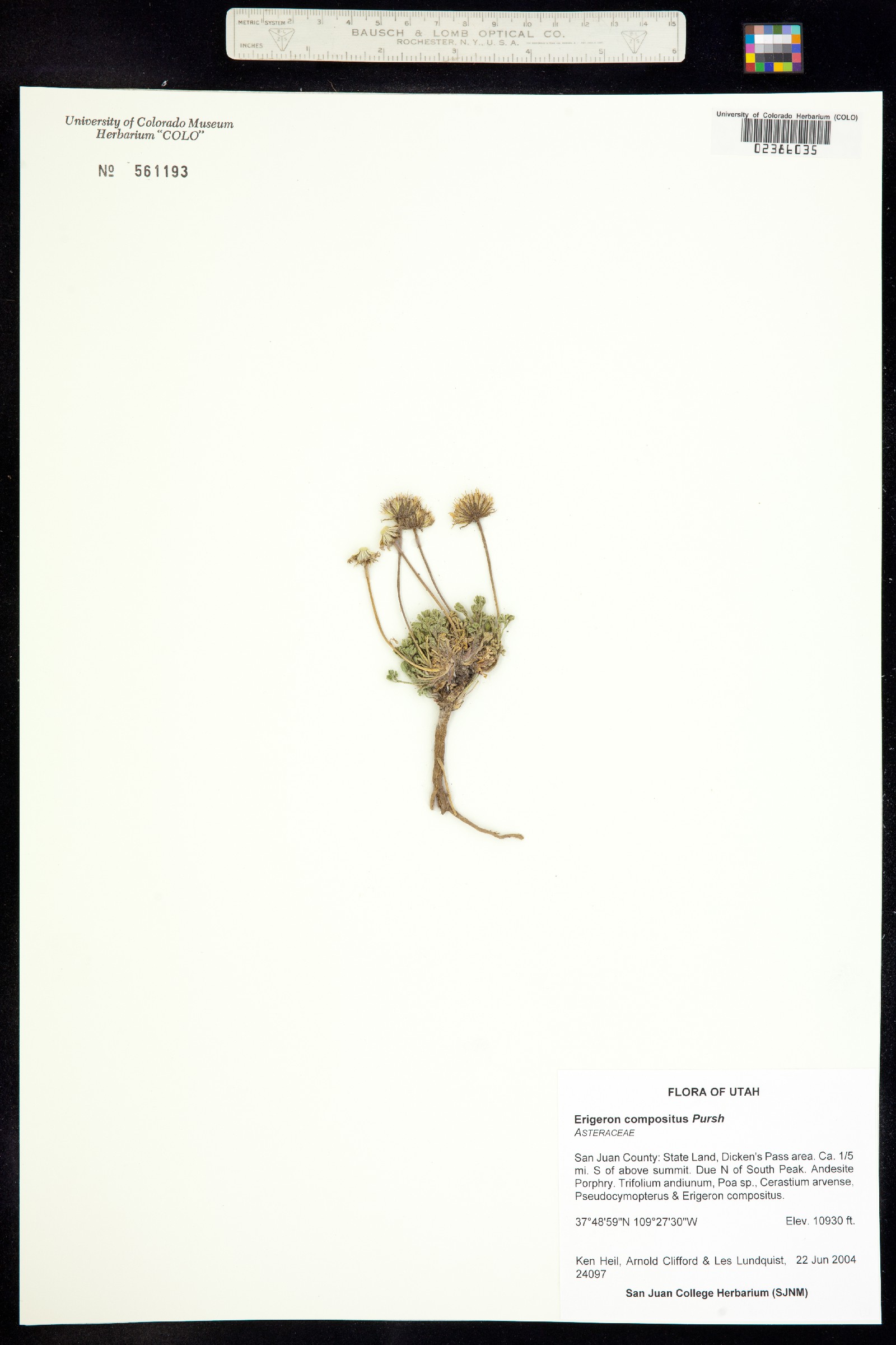 Erigeron compositus image