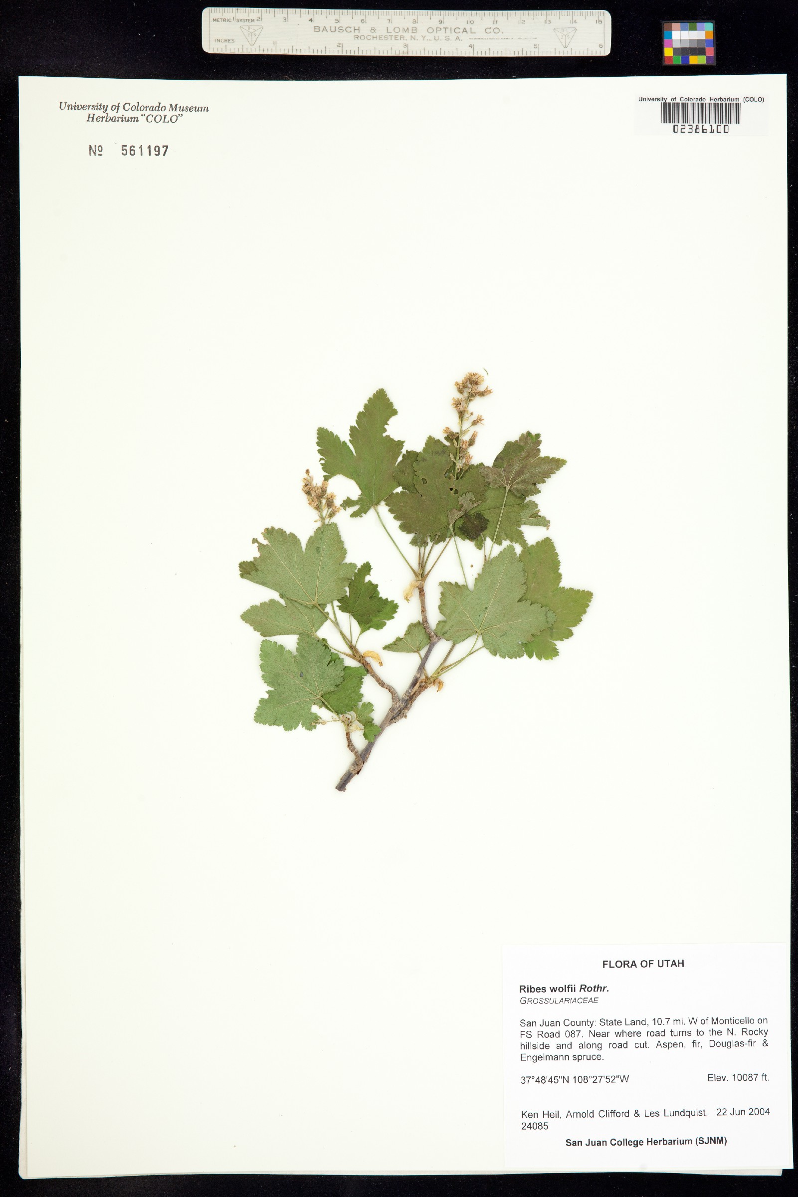 Ribes wolfii image