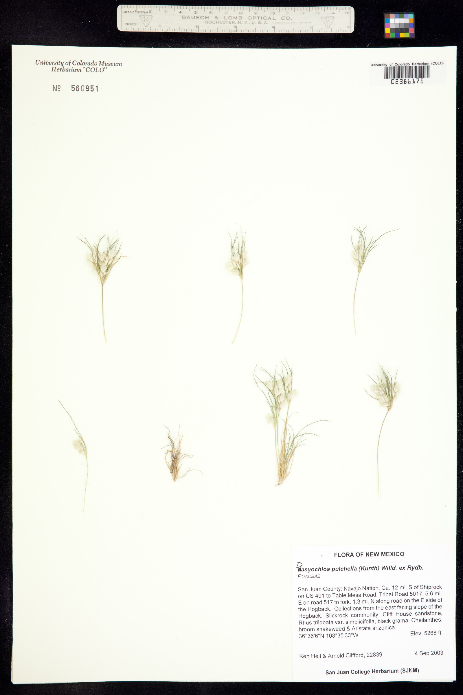 Dasyochloa pulchella image