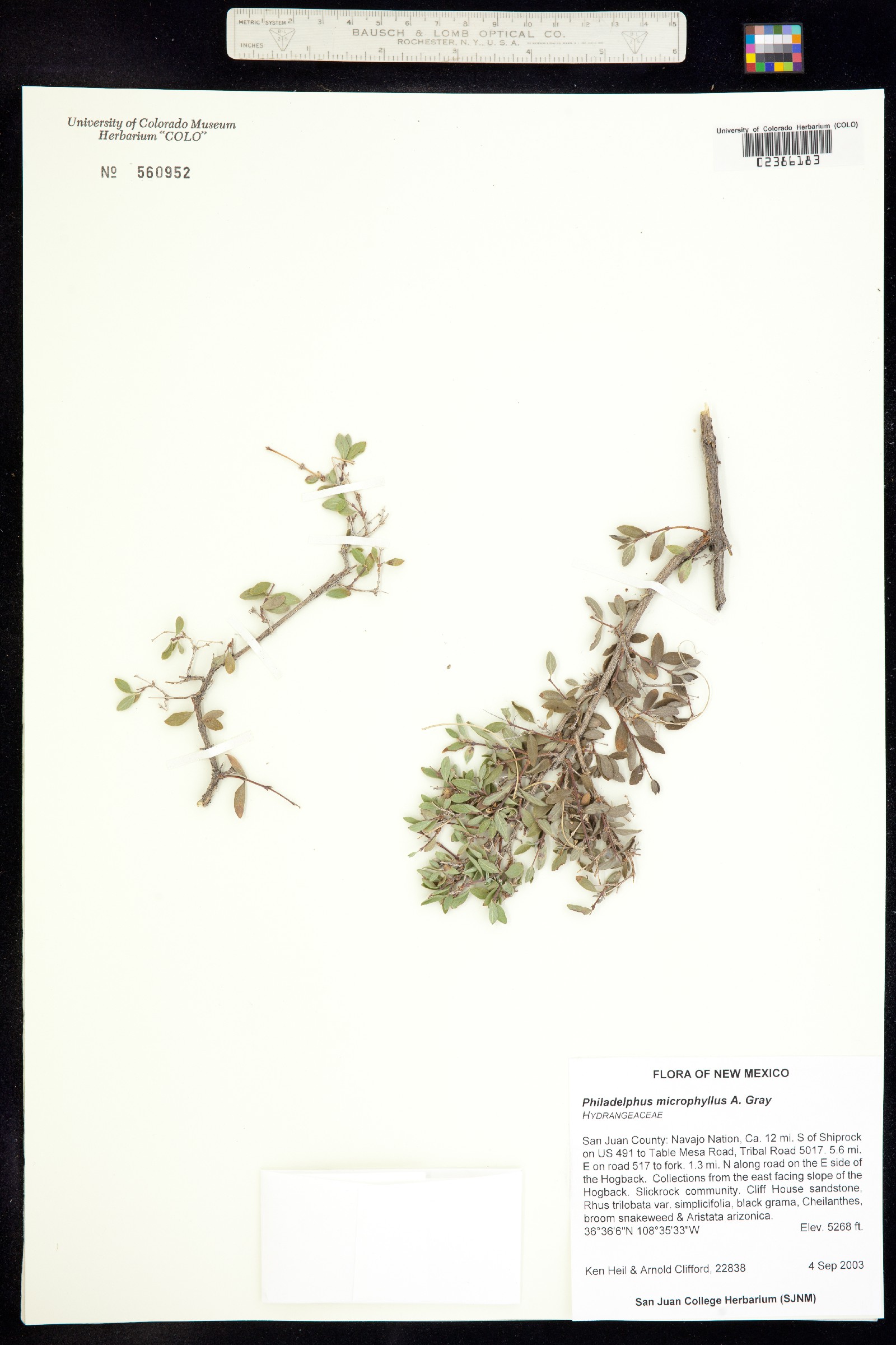 Philadelphus microphyllus image