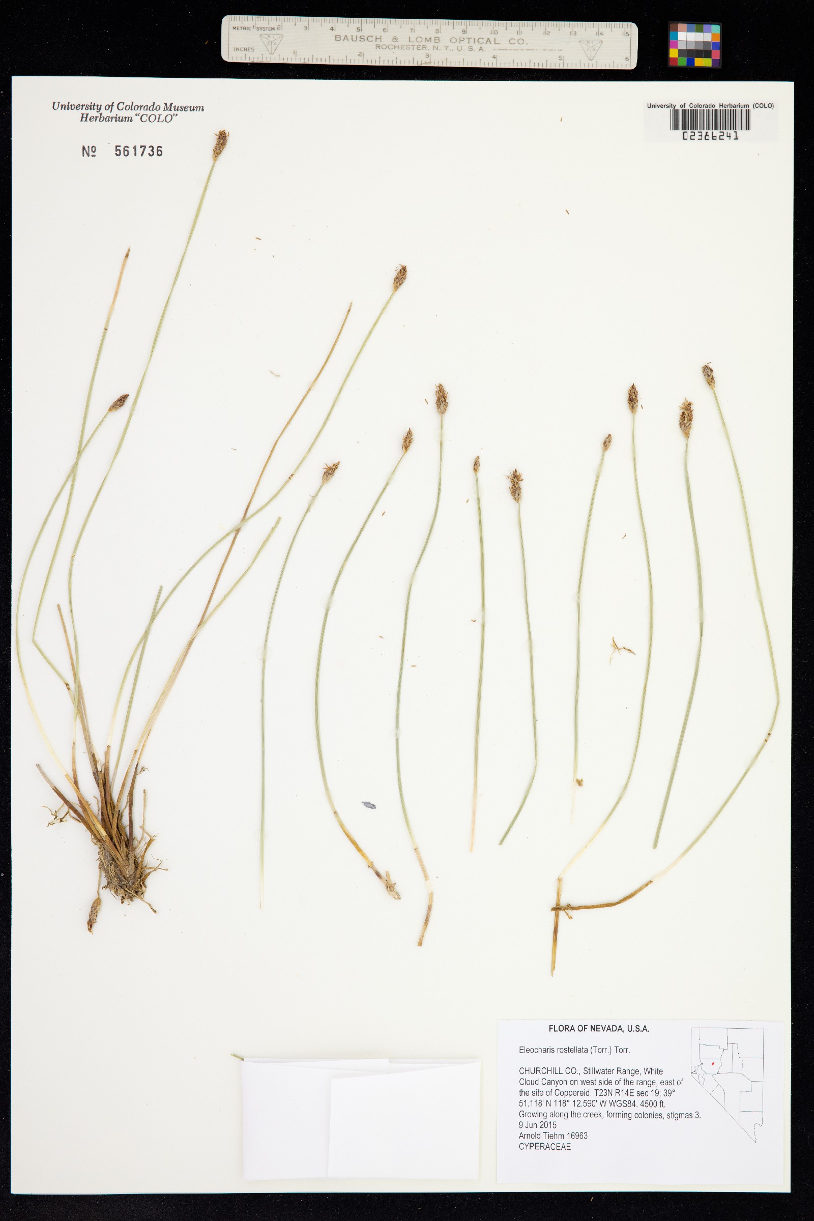 Eleocharis rostellata image
