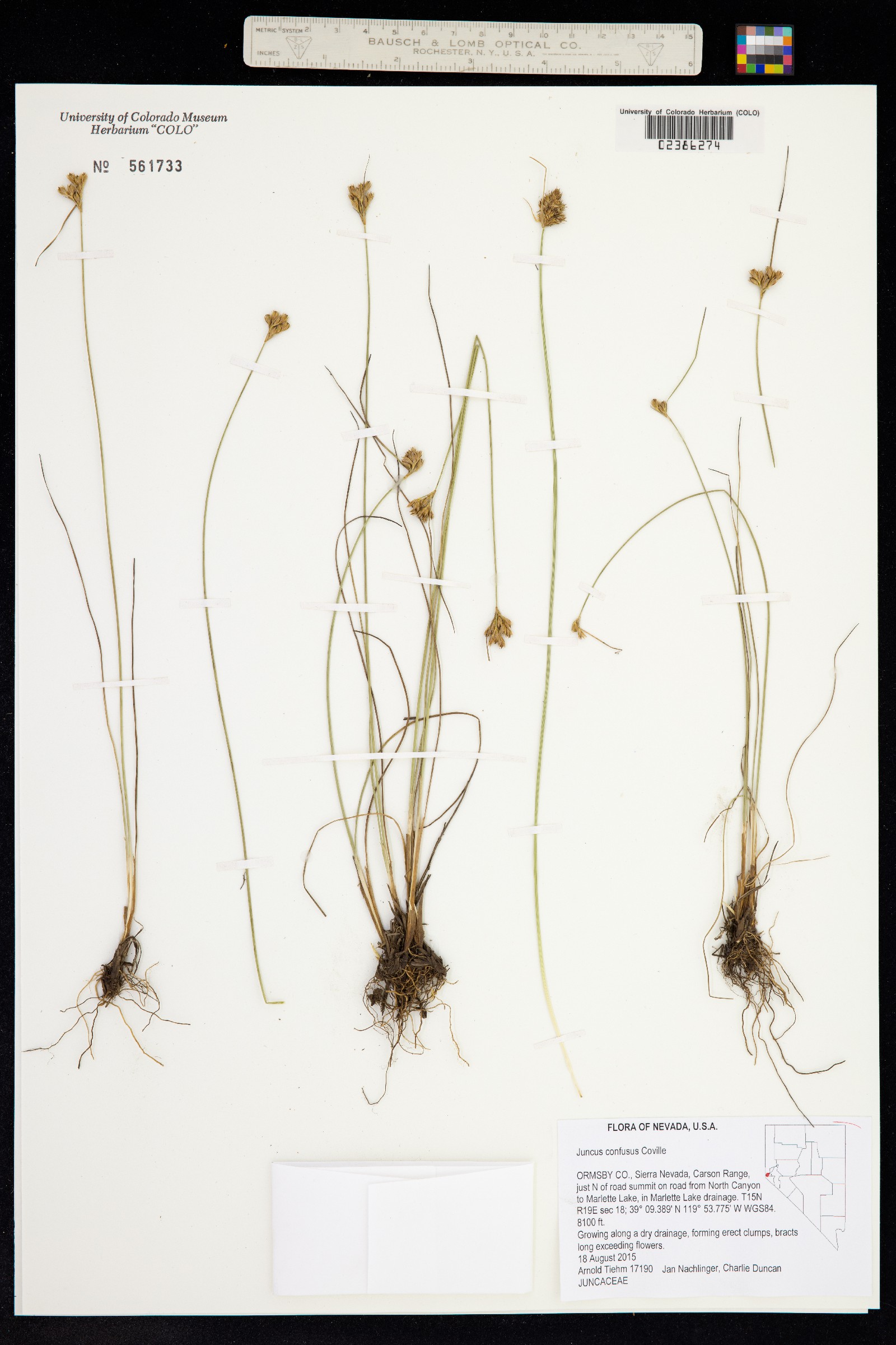 Juncus image
