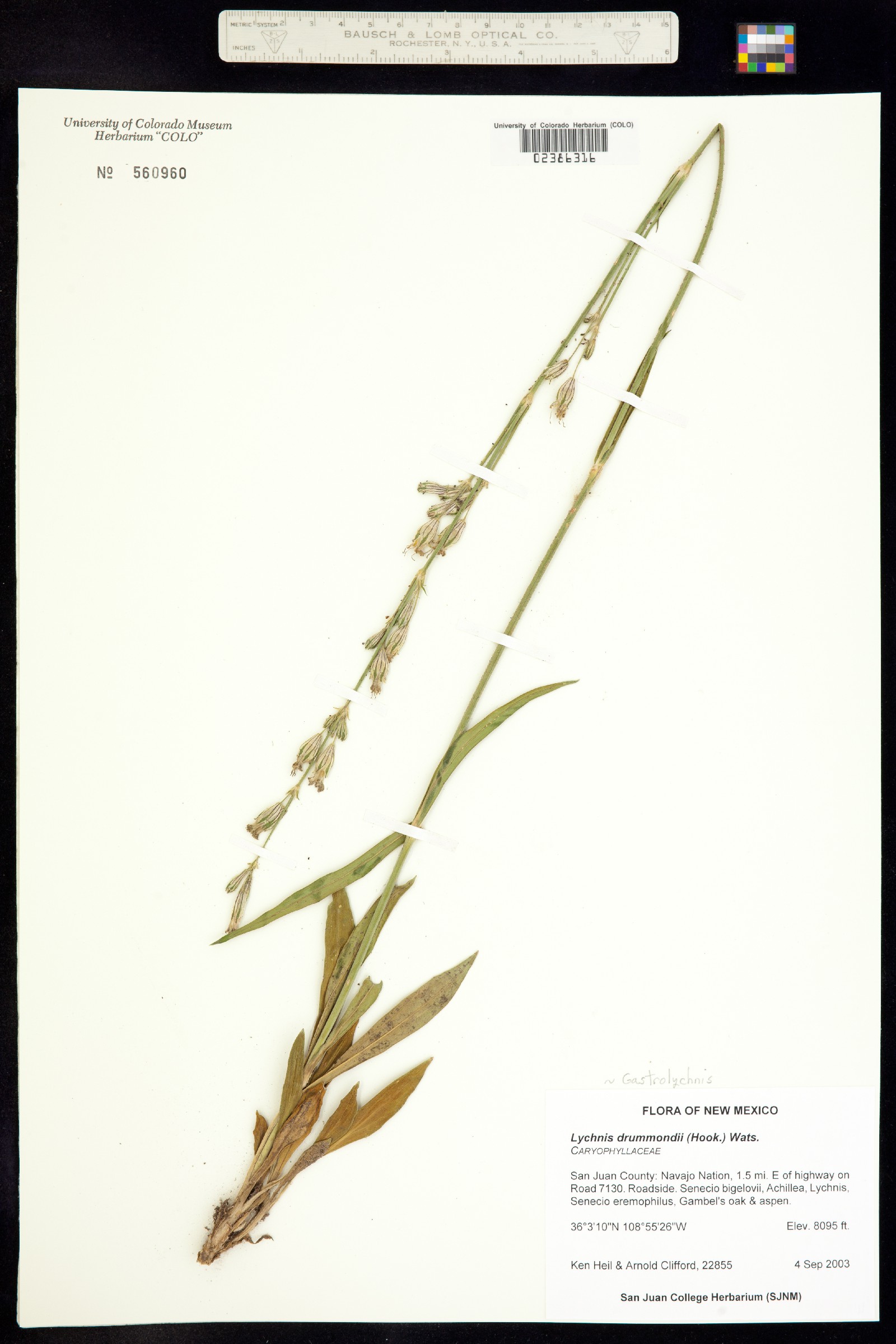 Silene drummondii image