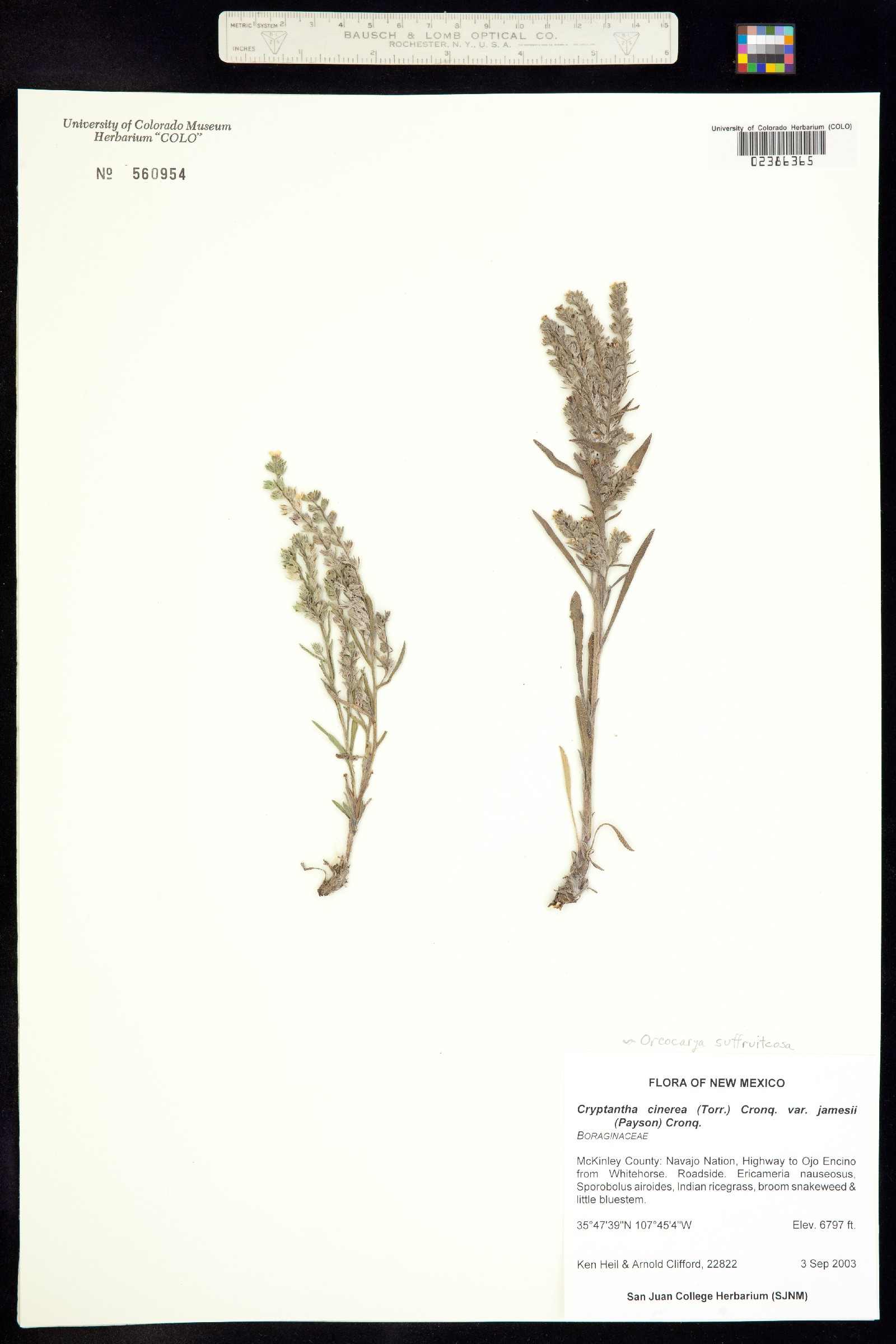 Cryptantha cinerea var. jamesii image