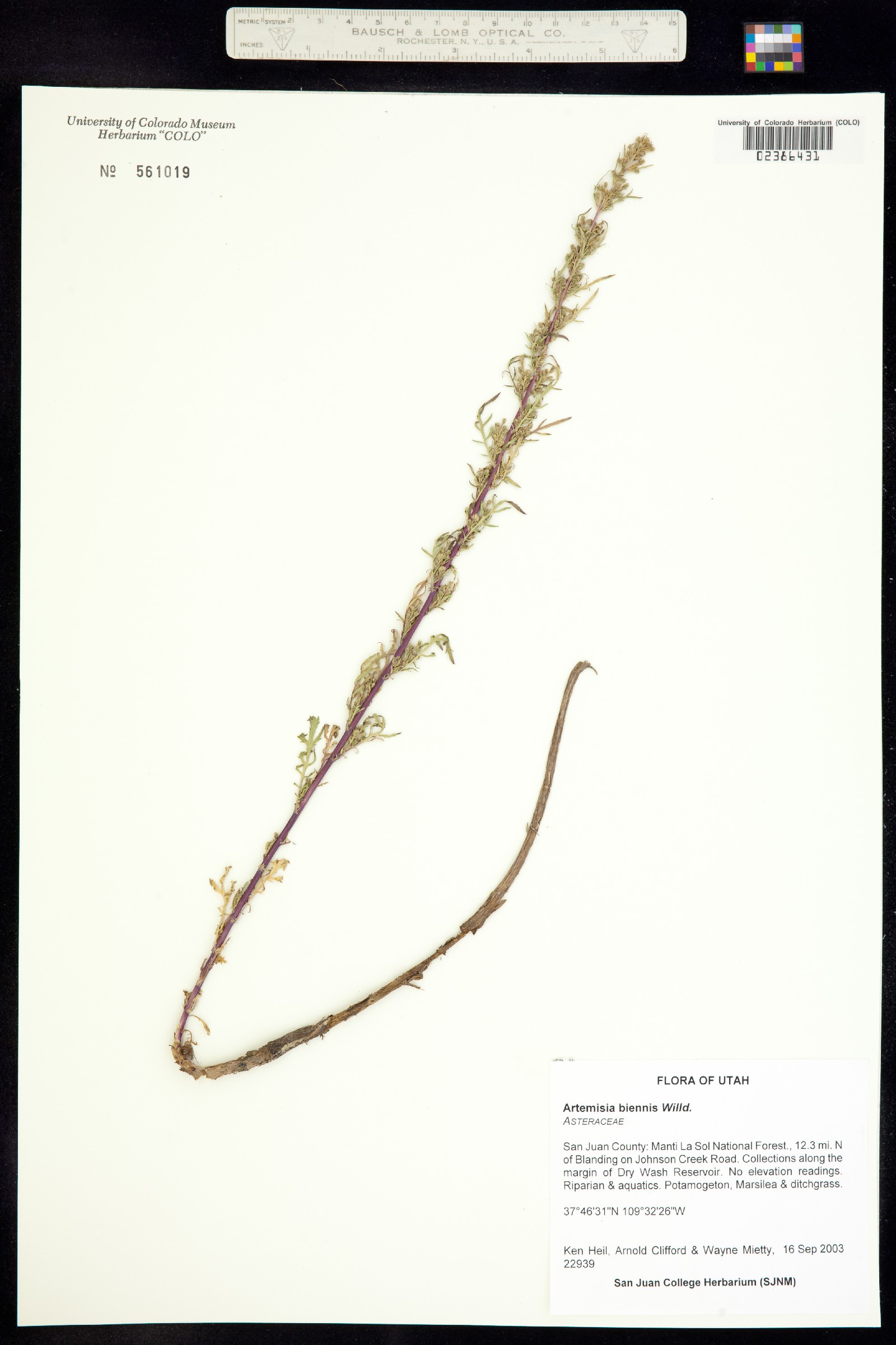Artemisia biennis image