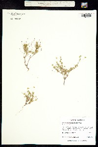 Stenogonum salsuginosum image