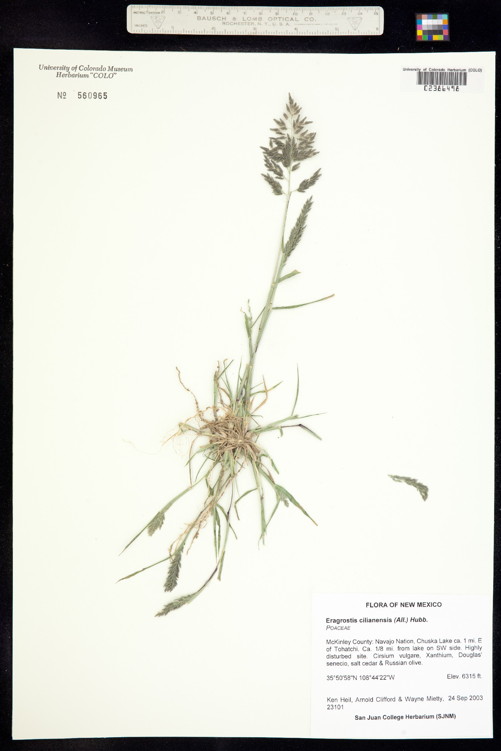 Eragrostis cilianensis image