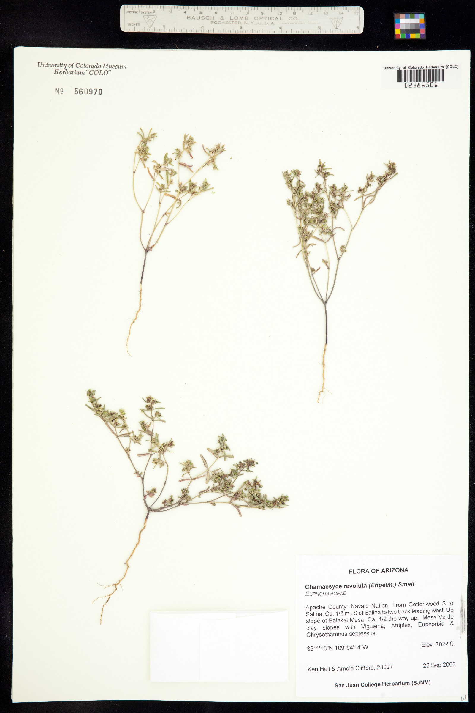 Euphorbia revoluta image