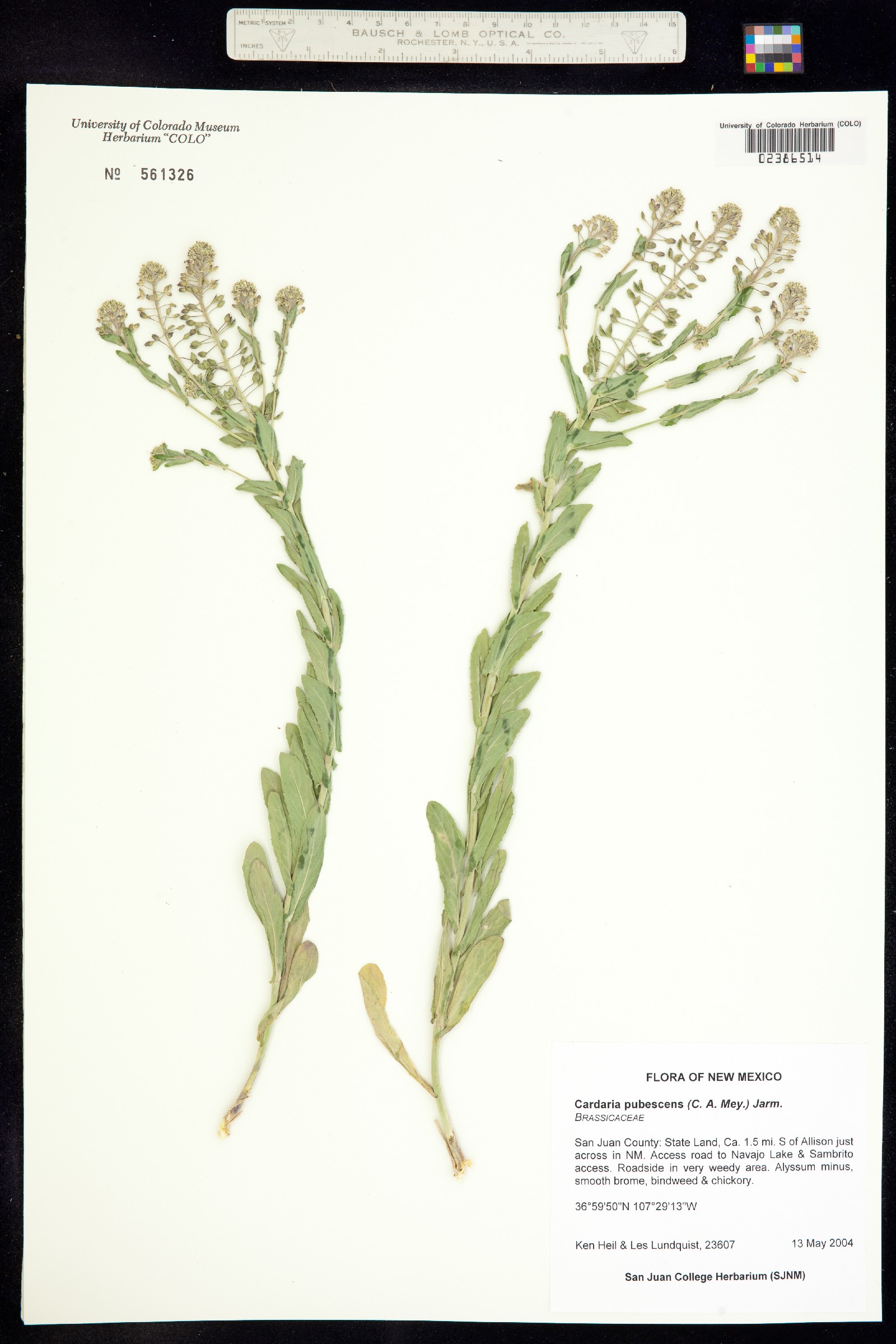 Lepidium appelianum image