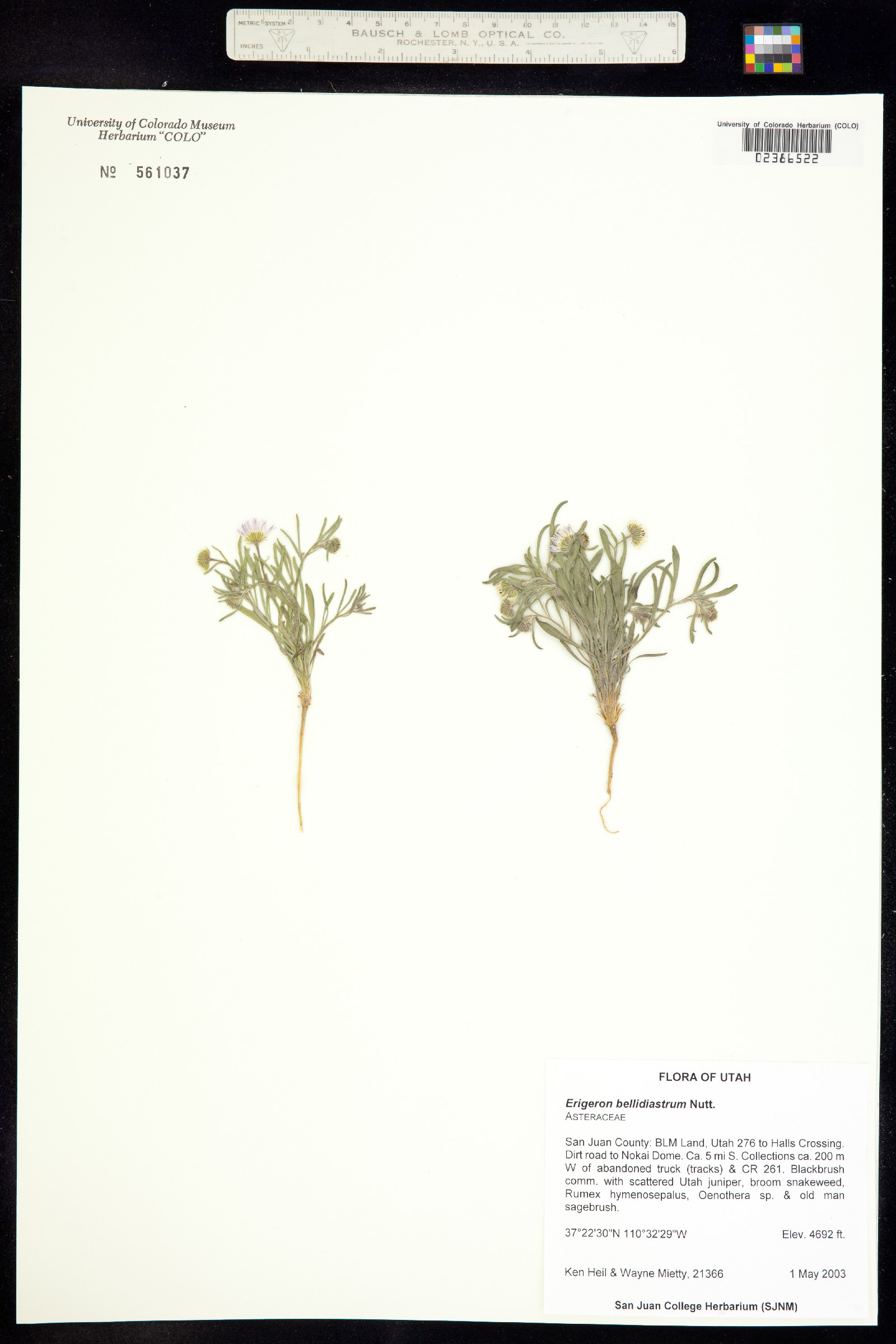 Erigeron bellidiastrum image
