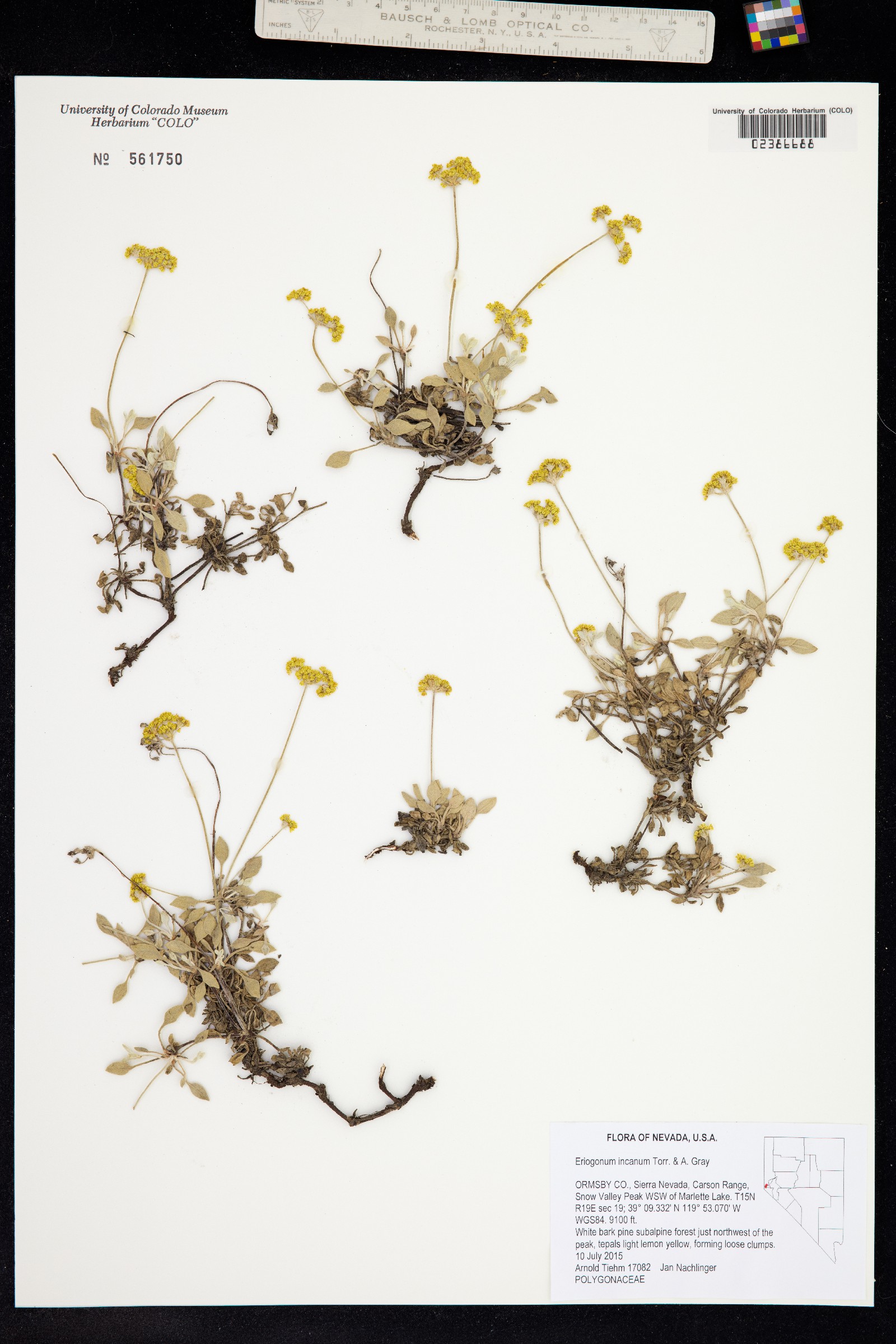 Eriogonum incanum image