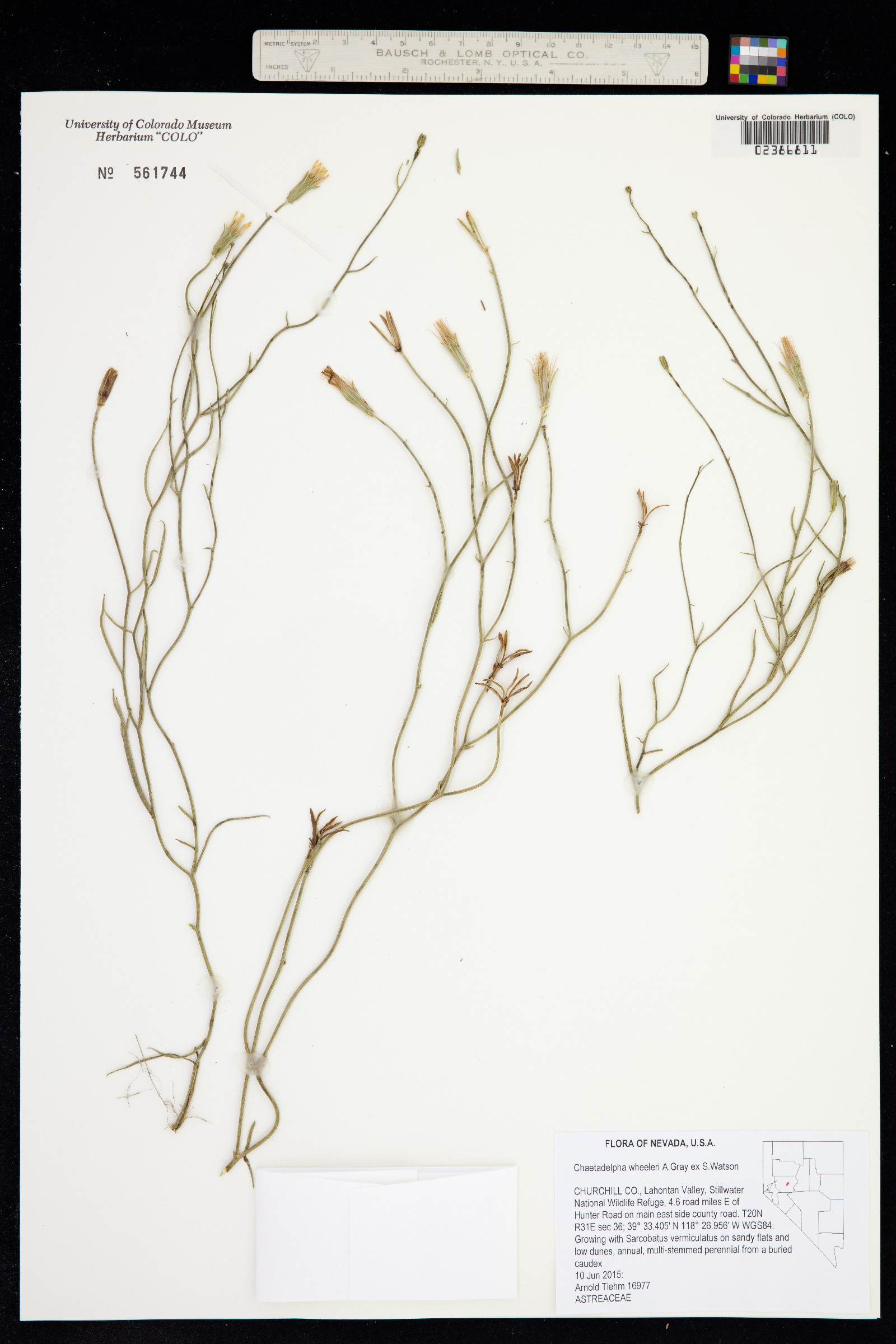 Chaetadelpha wheeleri image