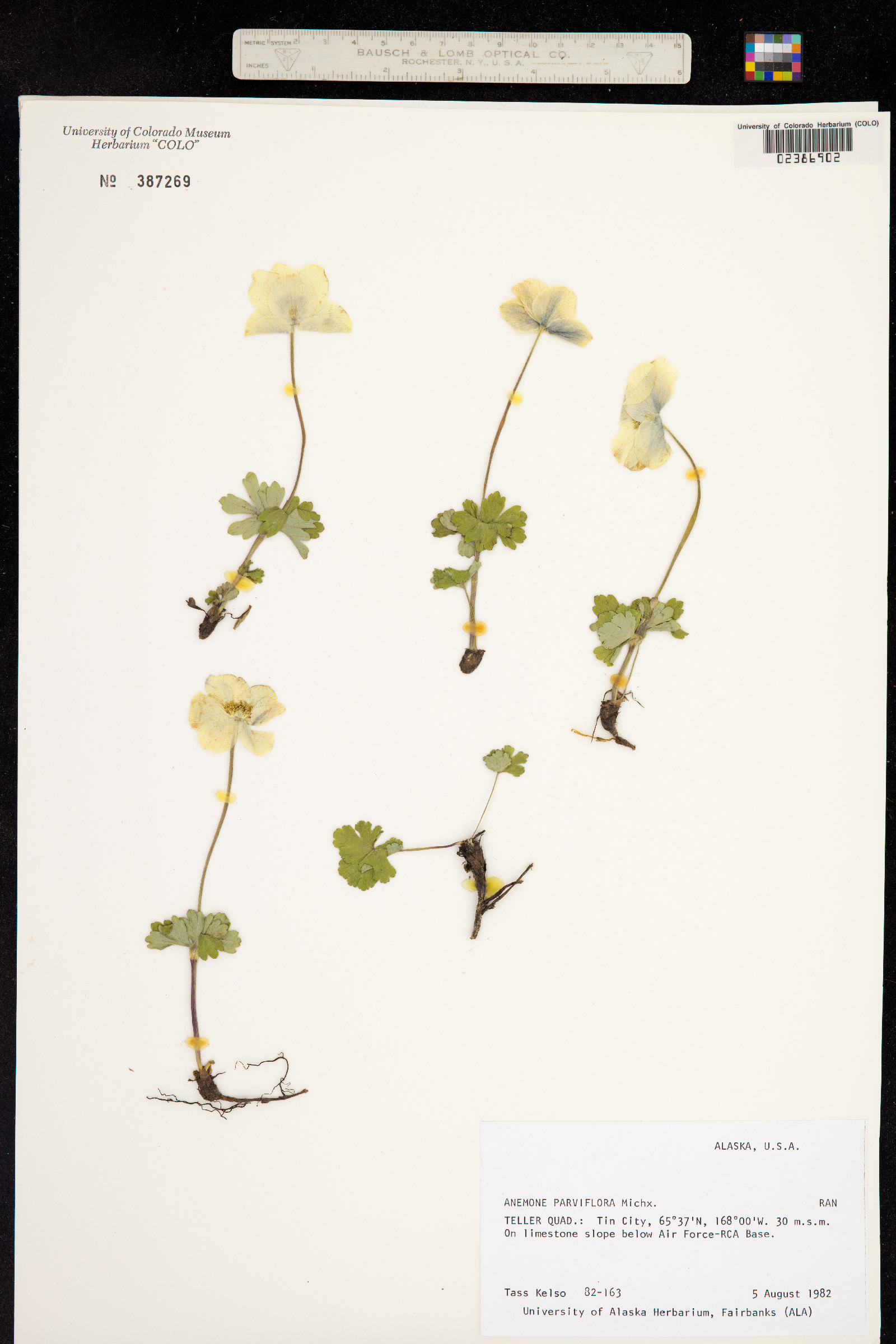 Anemone parviflora image