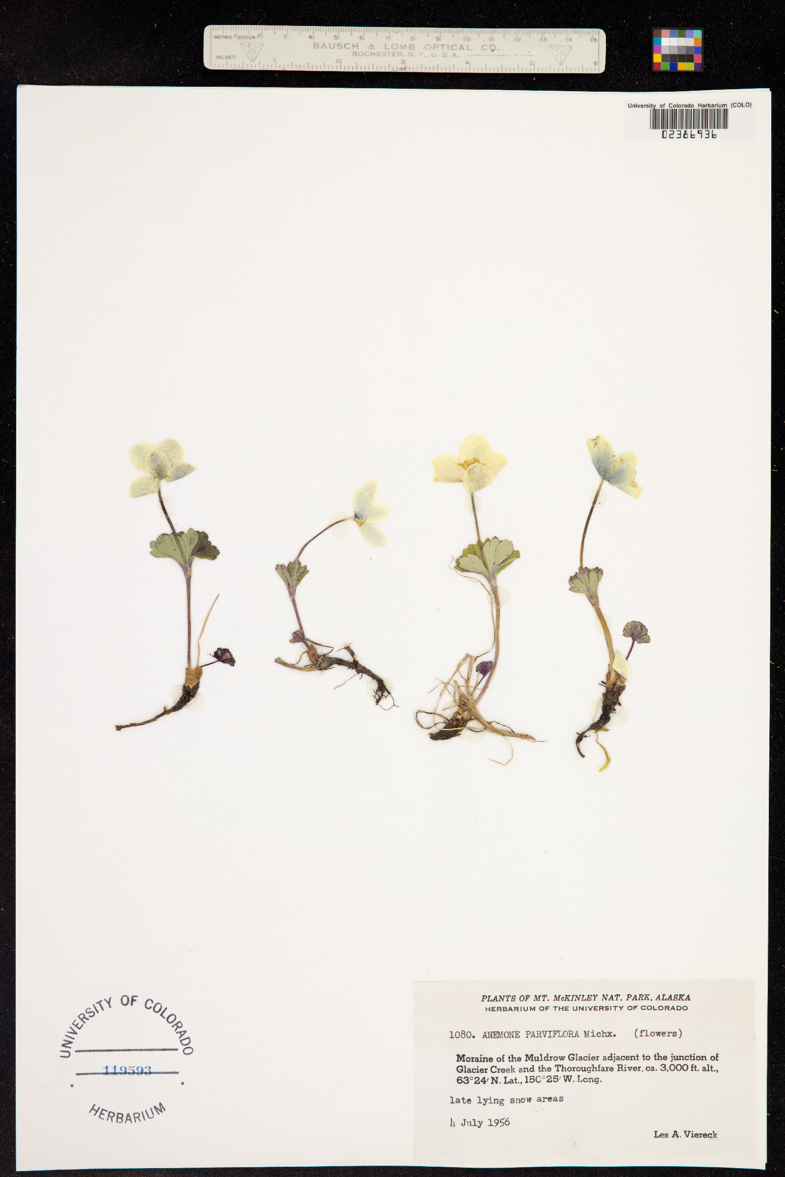 Anemone parviflora image