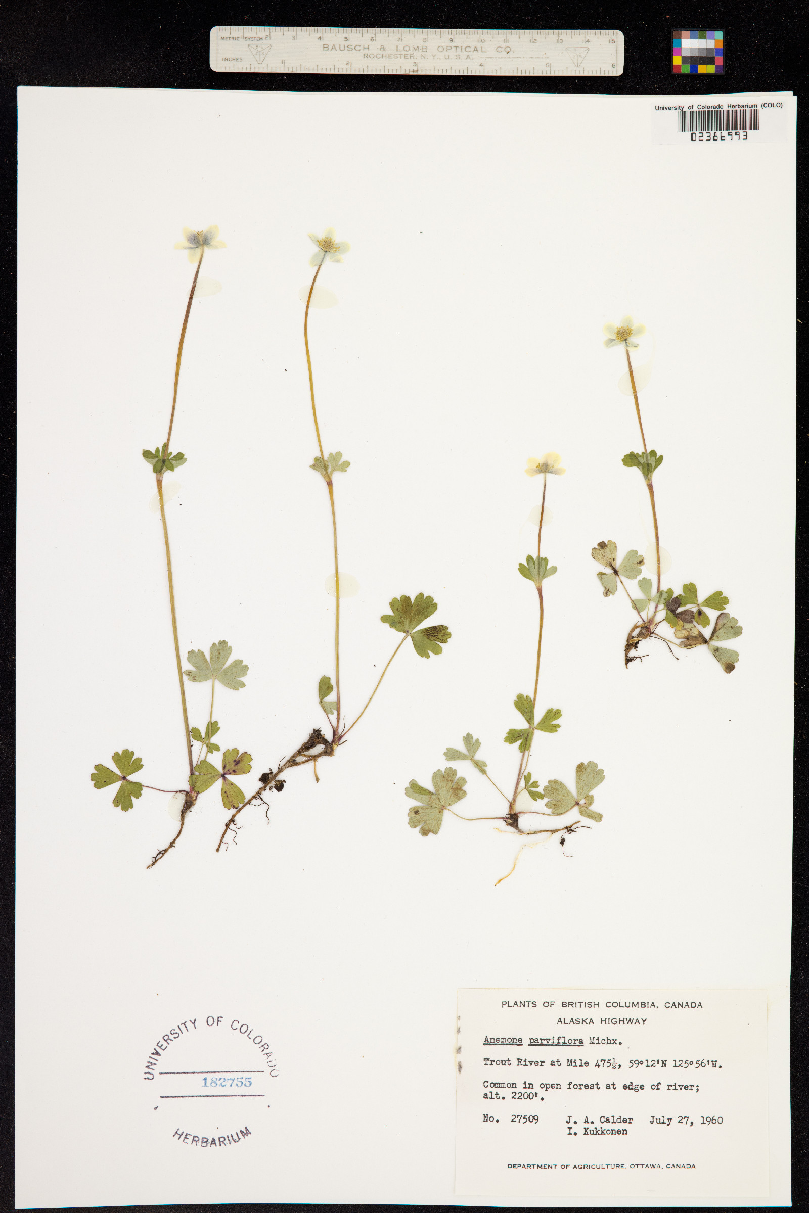 Anemone parviflora image