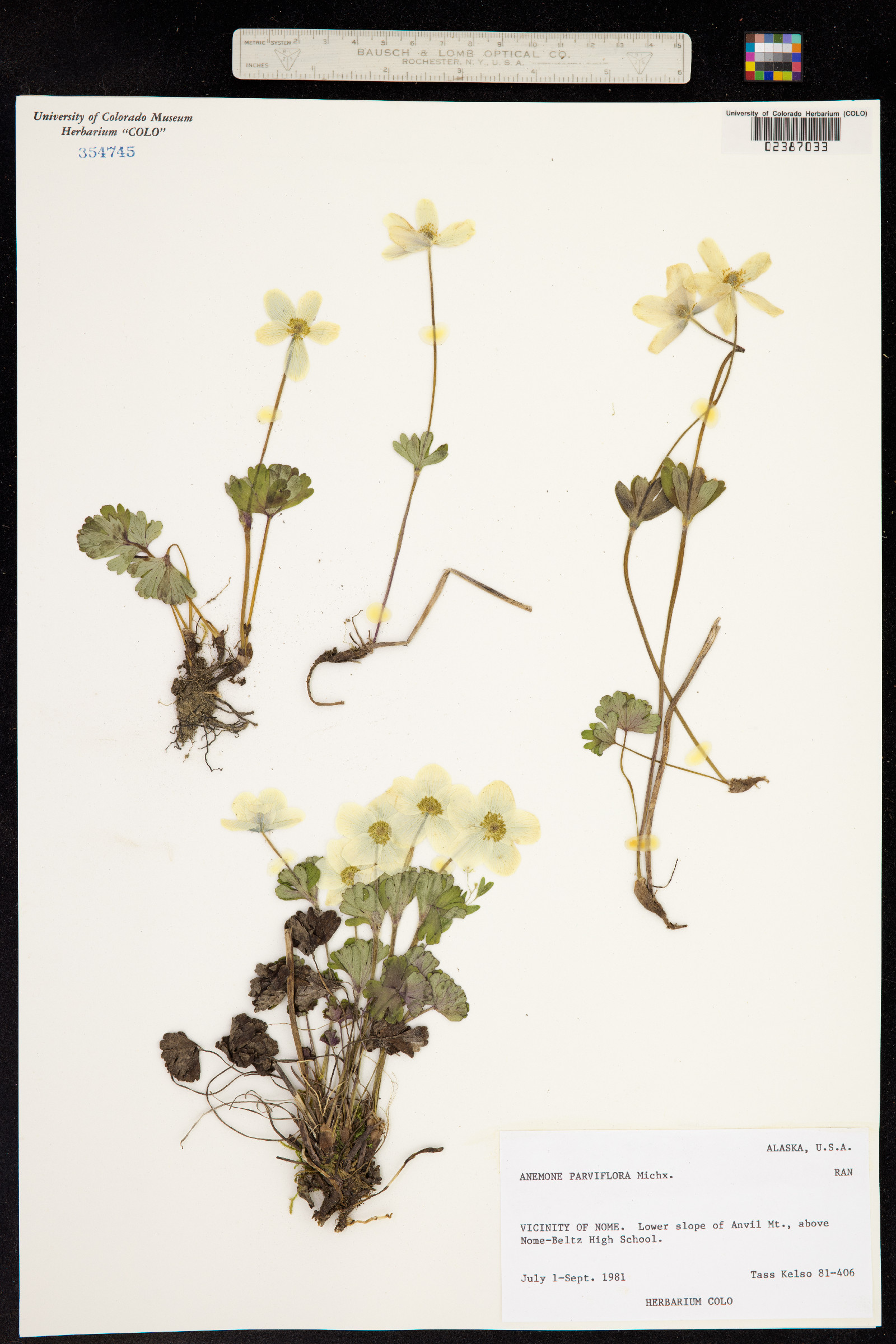 Anemone parviflora image